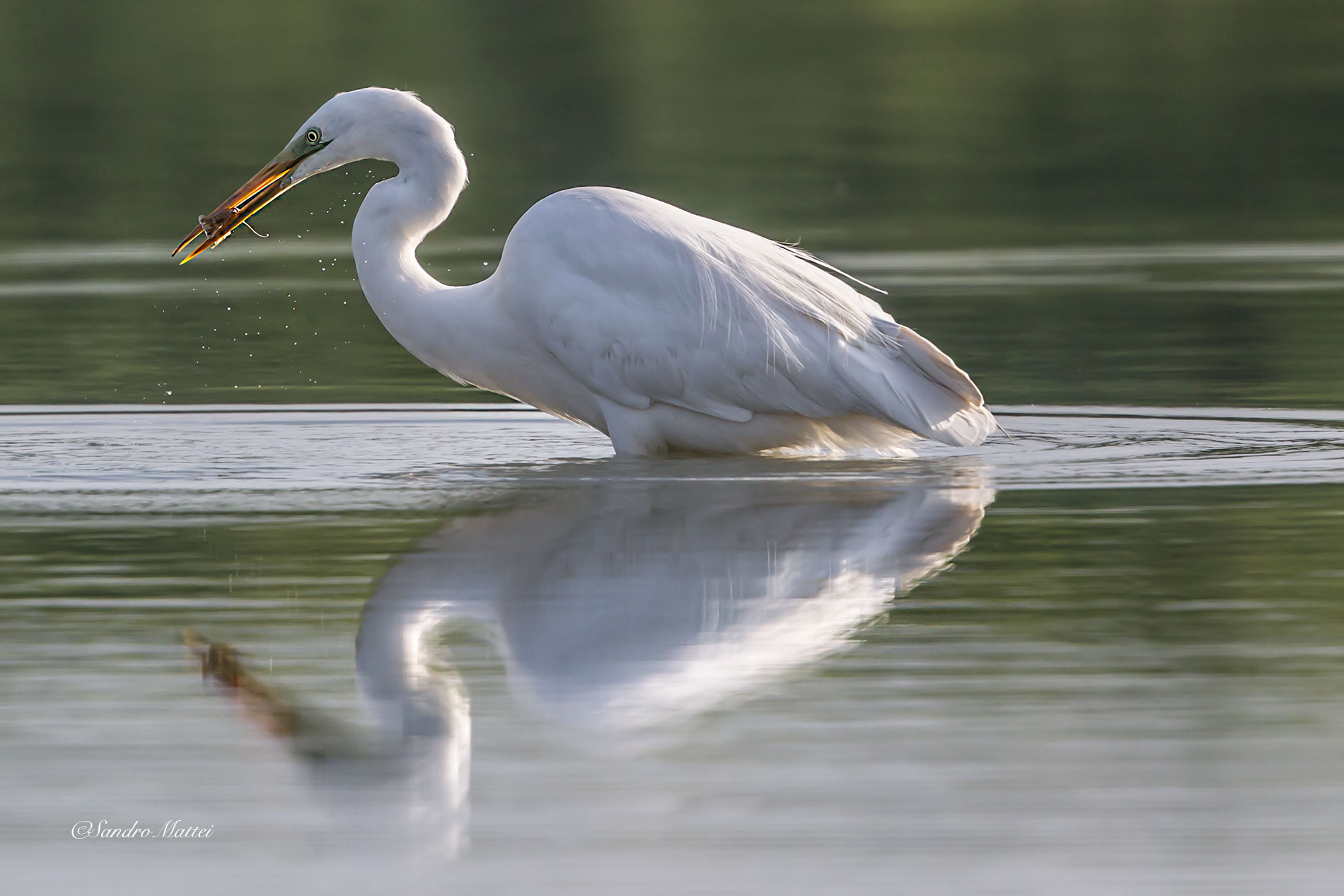 Airone bianco con preda