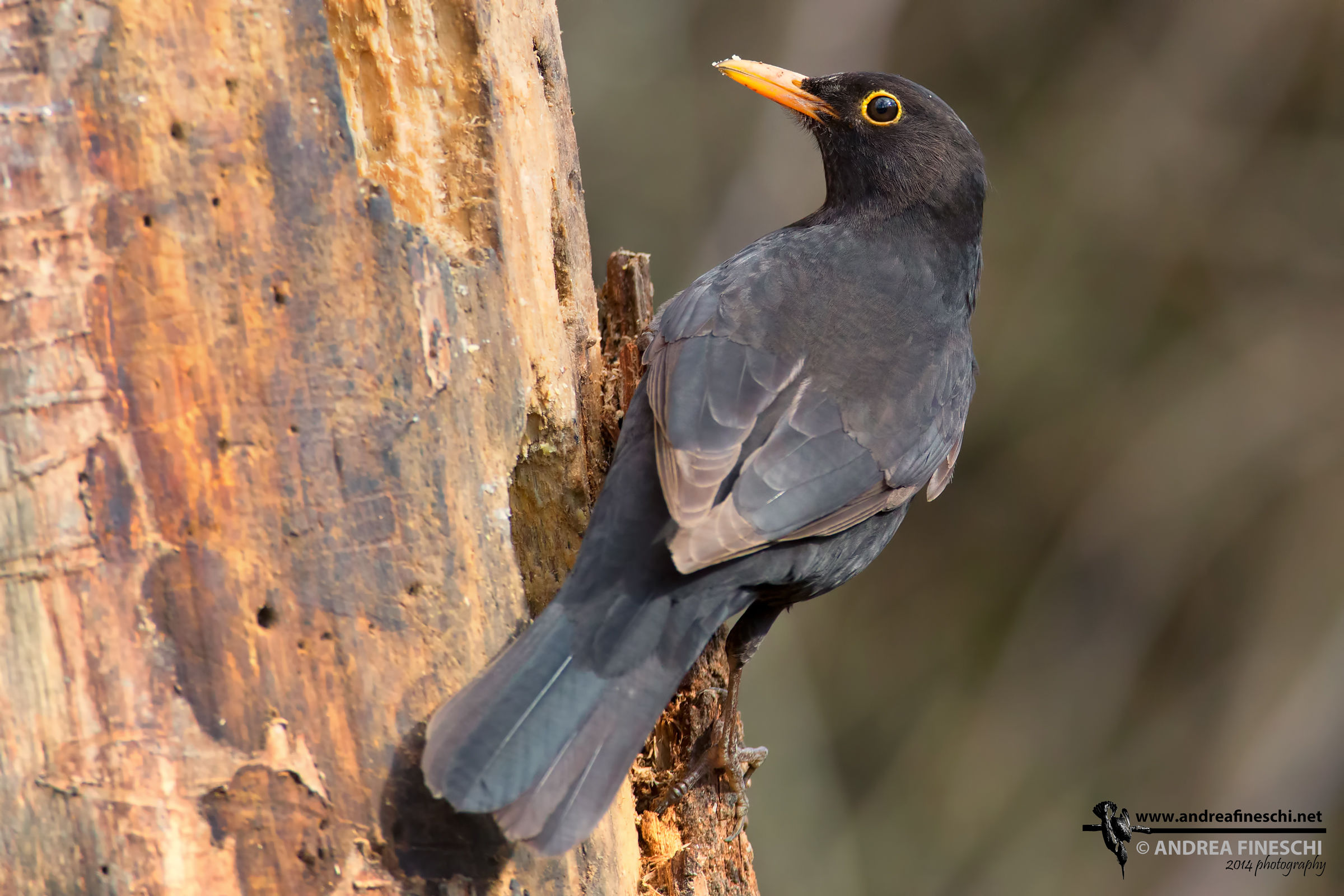 Merlo - Turdus merula