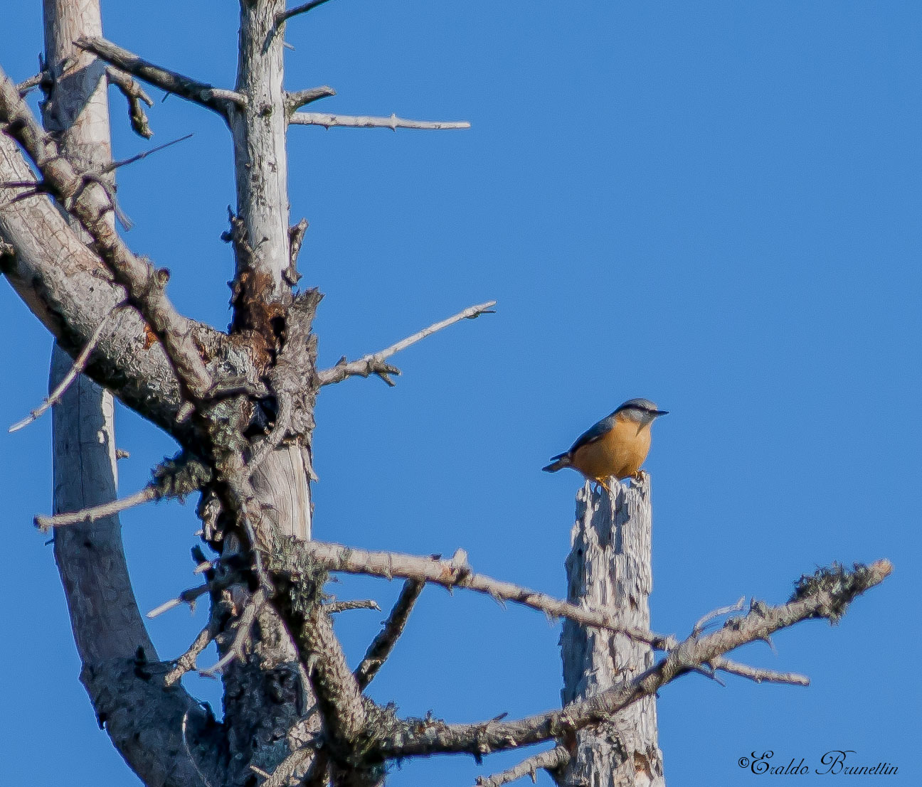 Nuthatch (Sitta Europaea