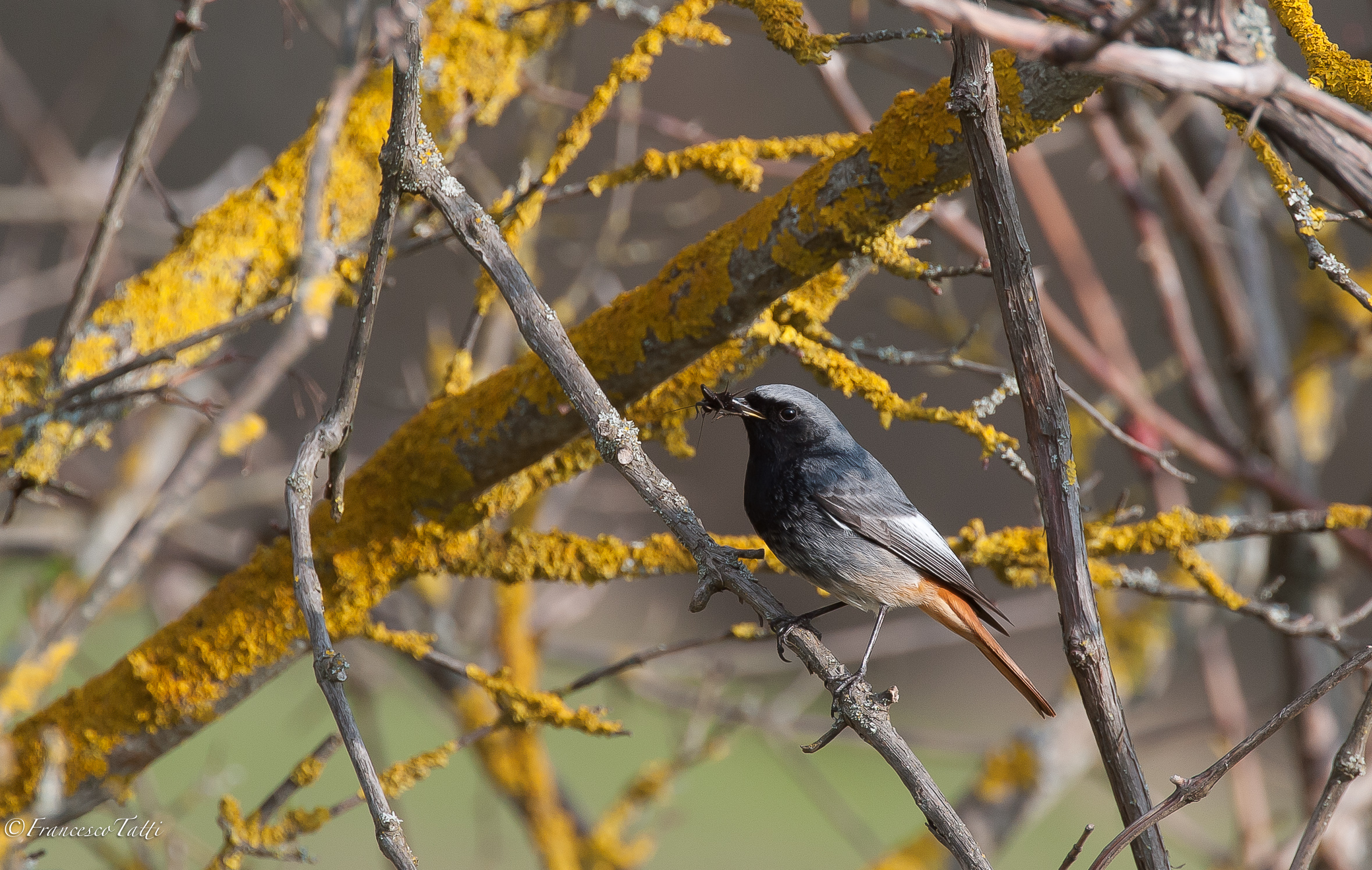 Redstart male Chimney Sweeps