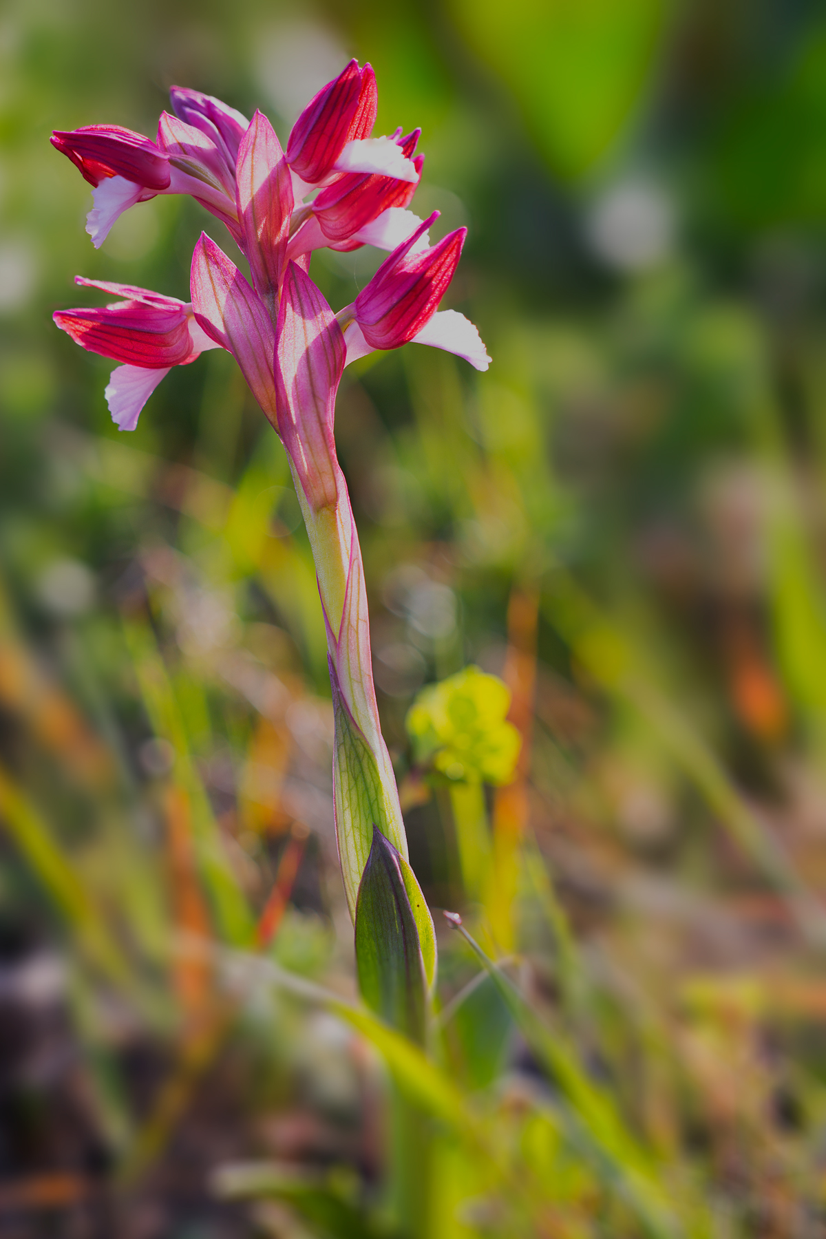 Orchidea spontanea Parco nazionale del Vesuvio