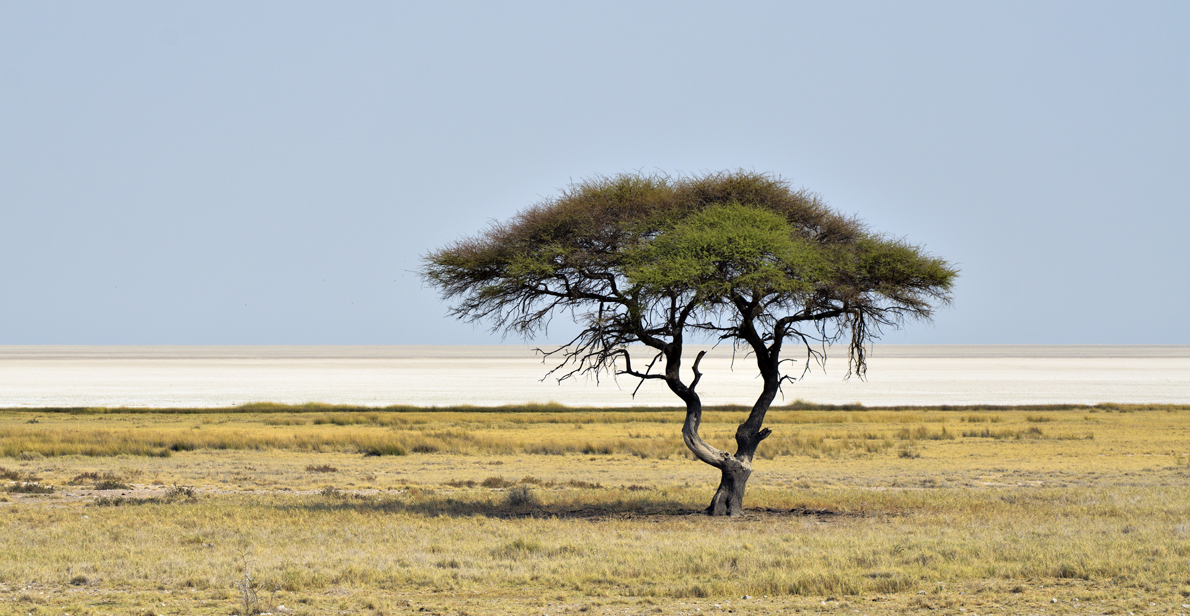 etosha pan