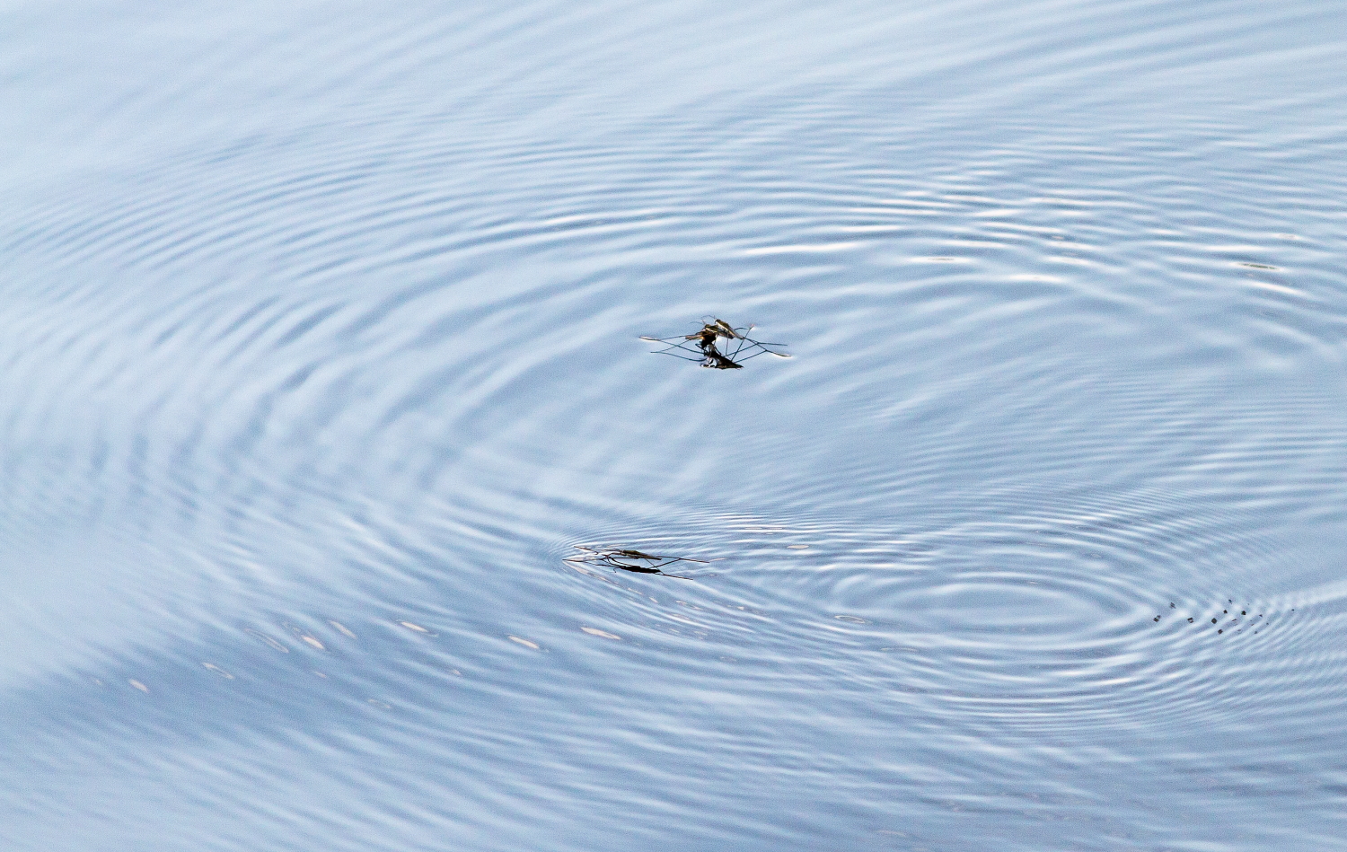 Due danzatori felici e "una terza ruota"