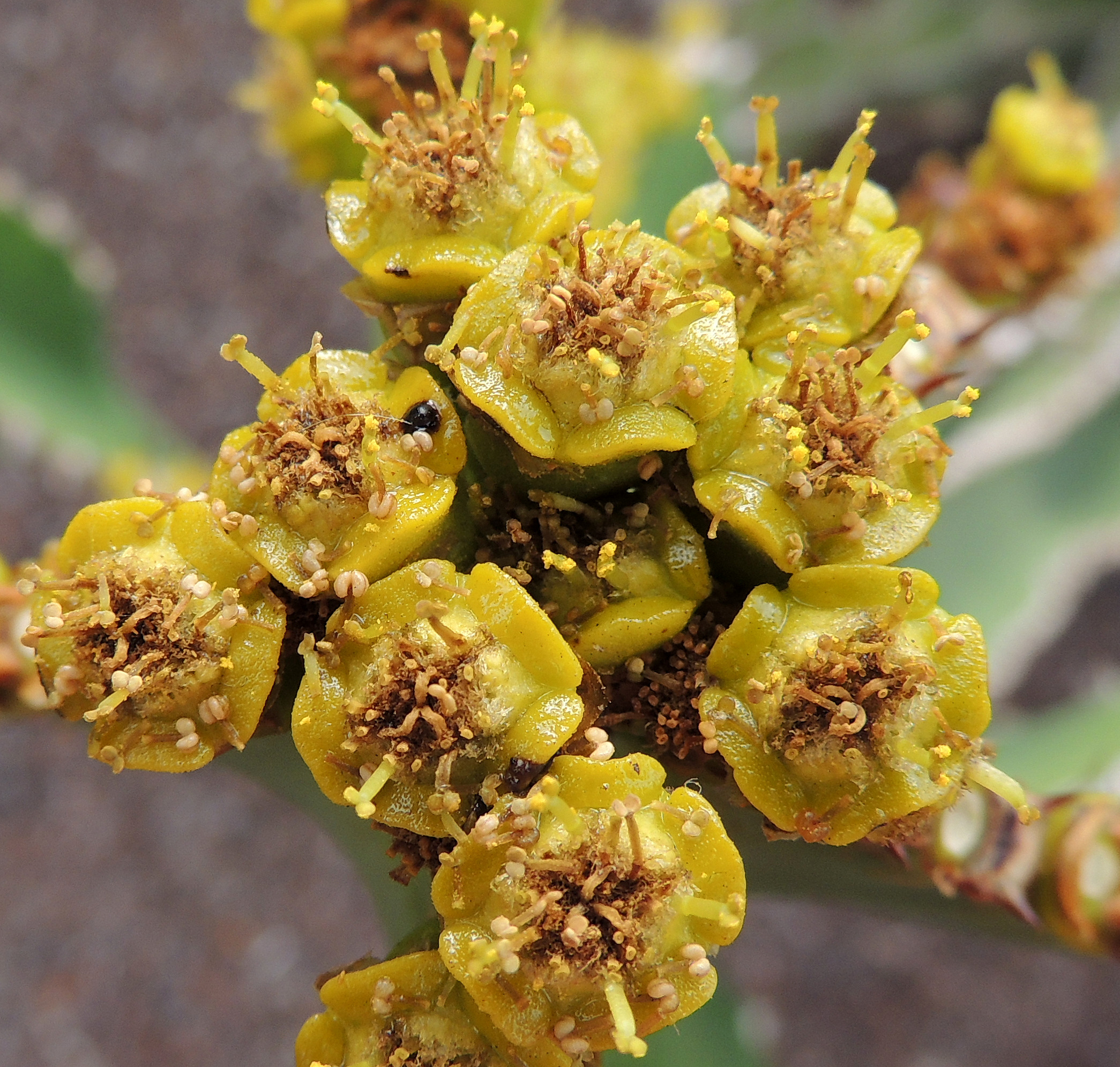 Tenerife-euphorbia ammak