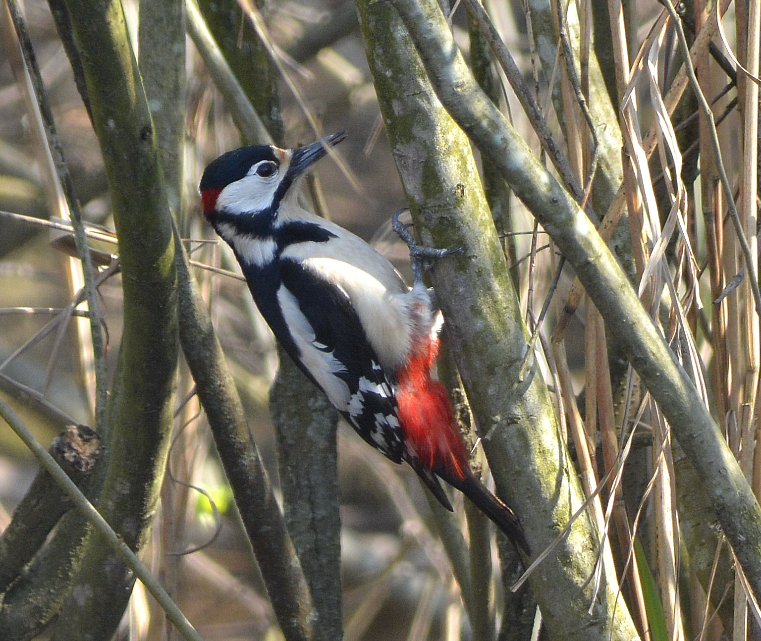 woodpecker