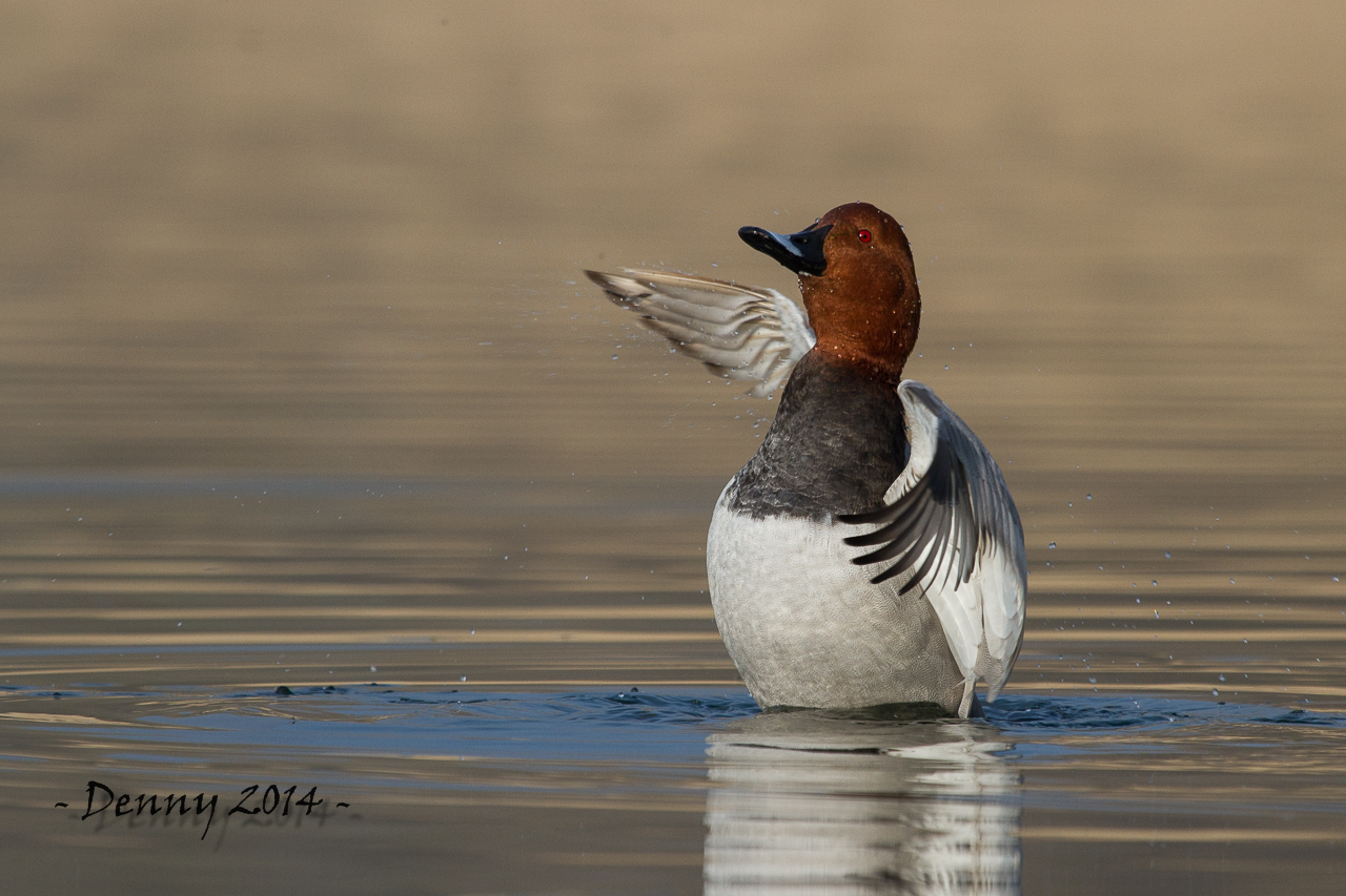 Pochard