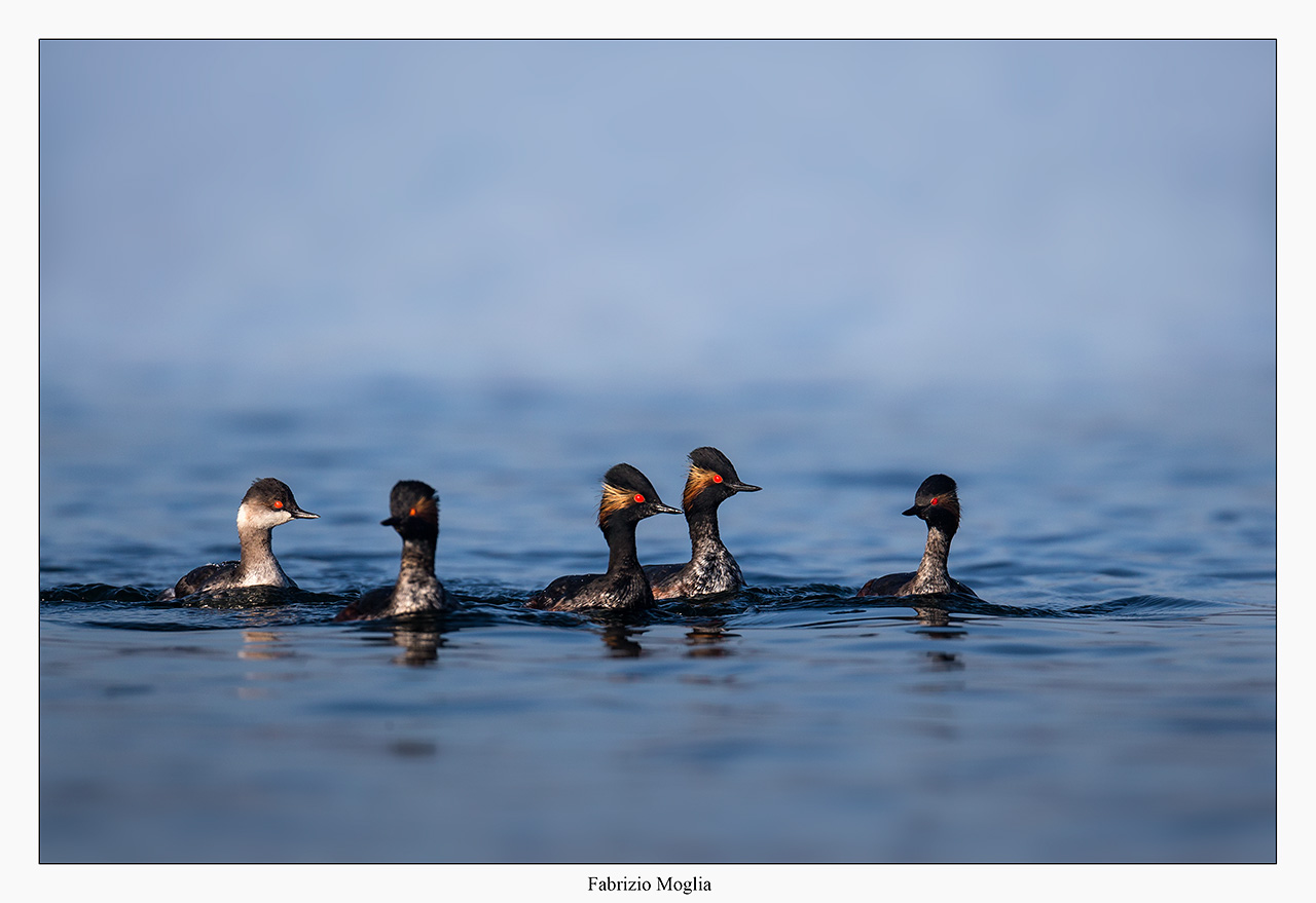 Svassi piccoli - Black Necked Grebe