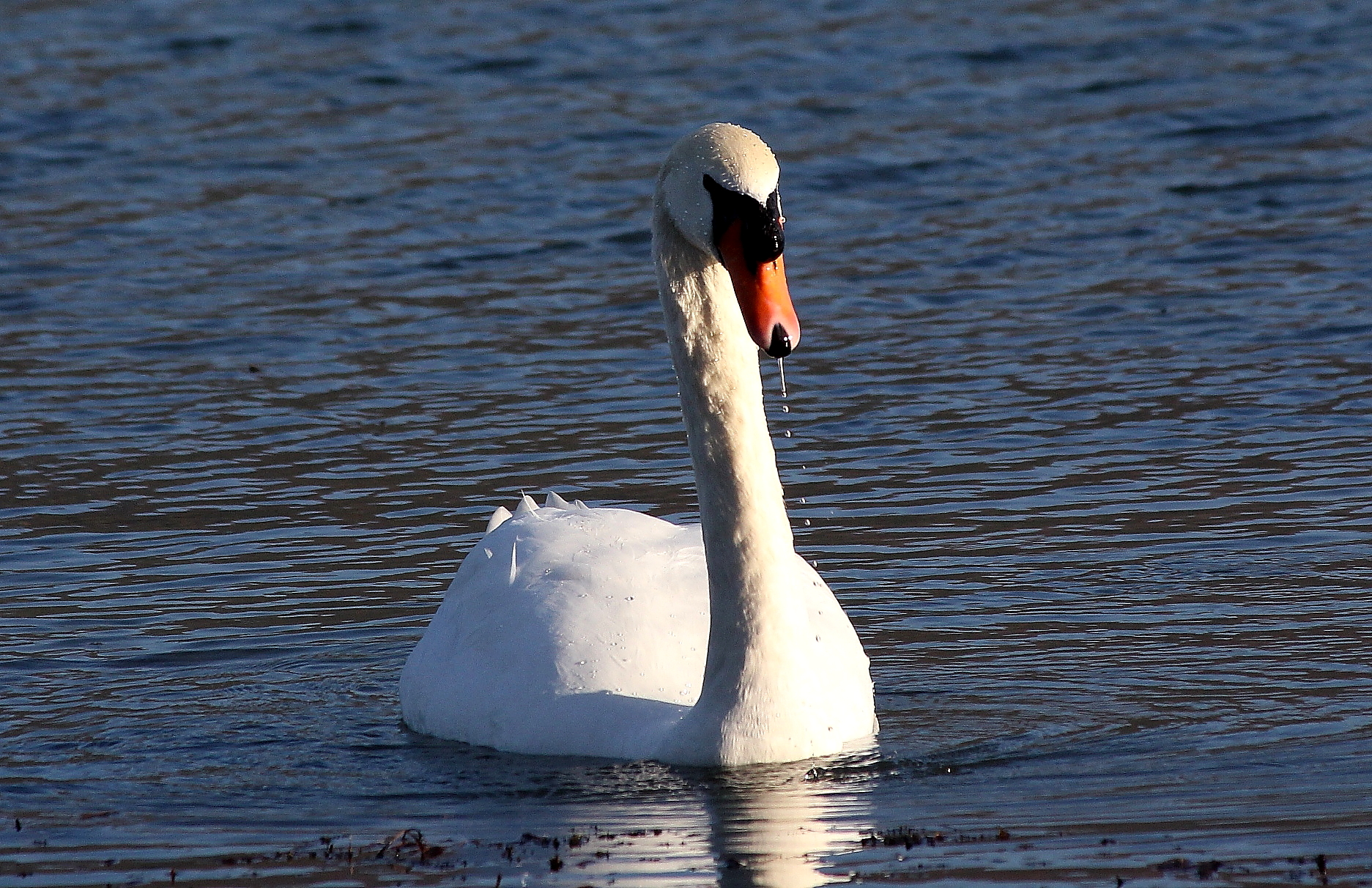 swan