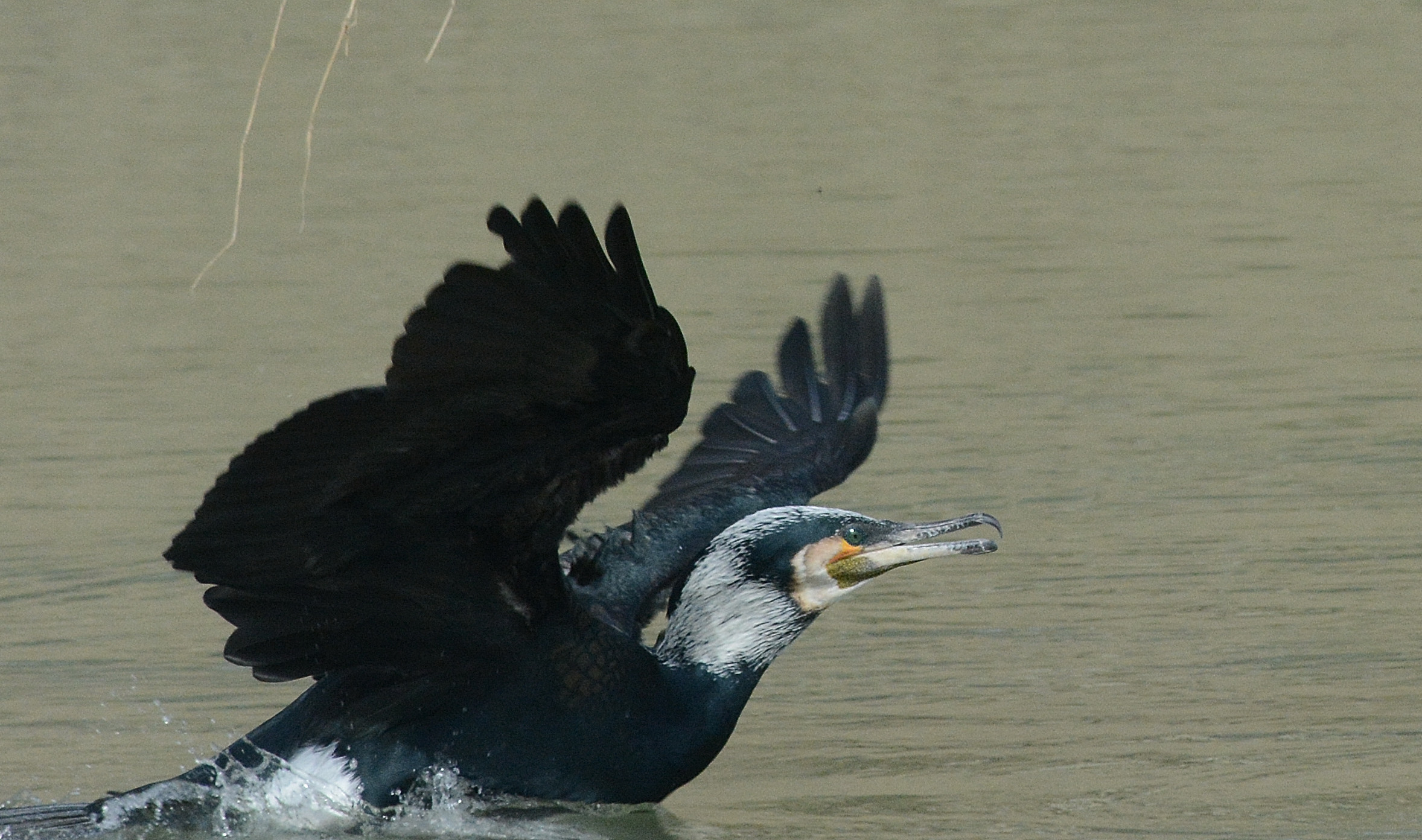 Phalacrocorax carbo  in ammaraggio