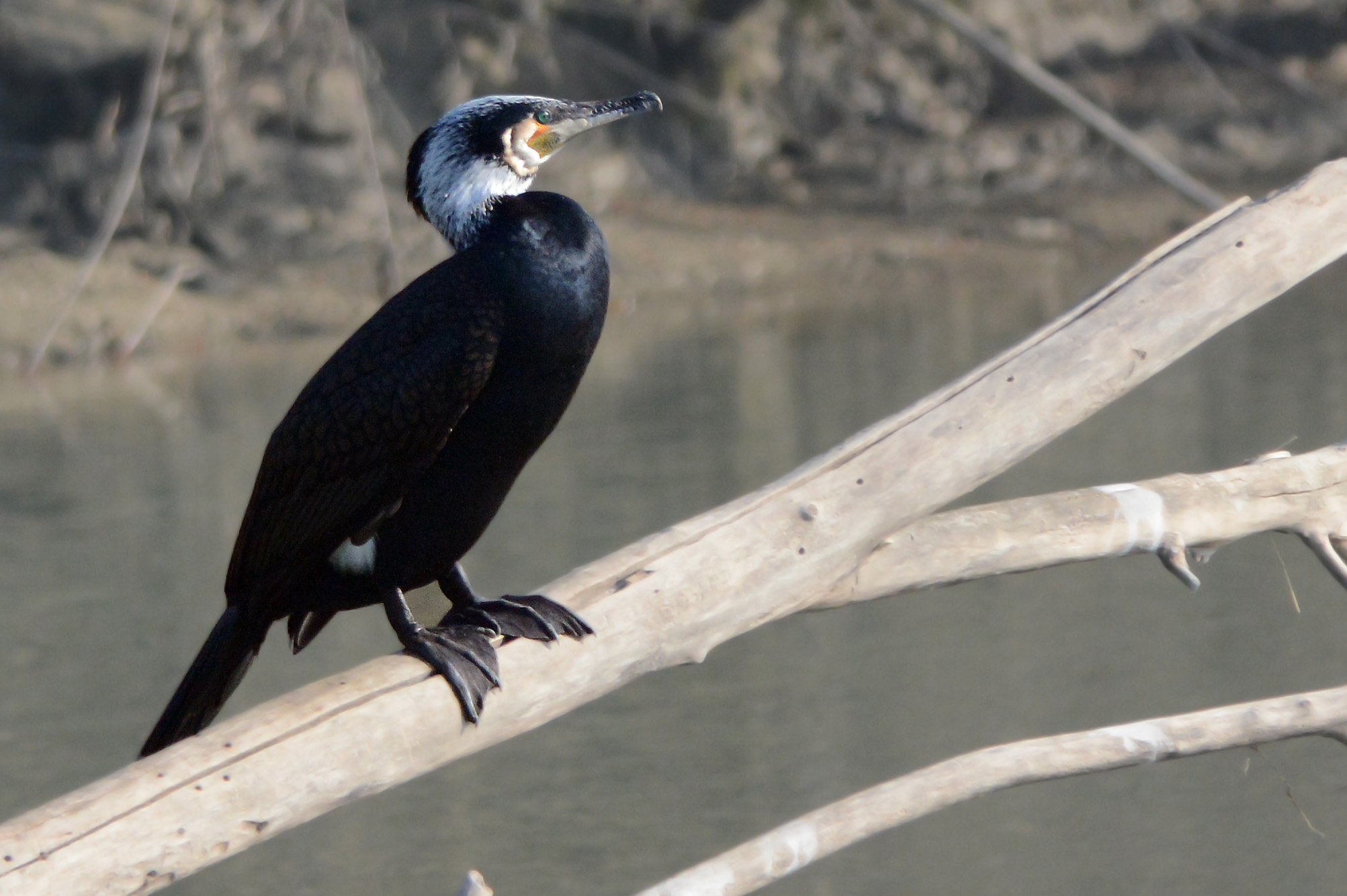 Phalacrocorax carbo  in fase digestiva