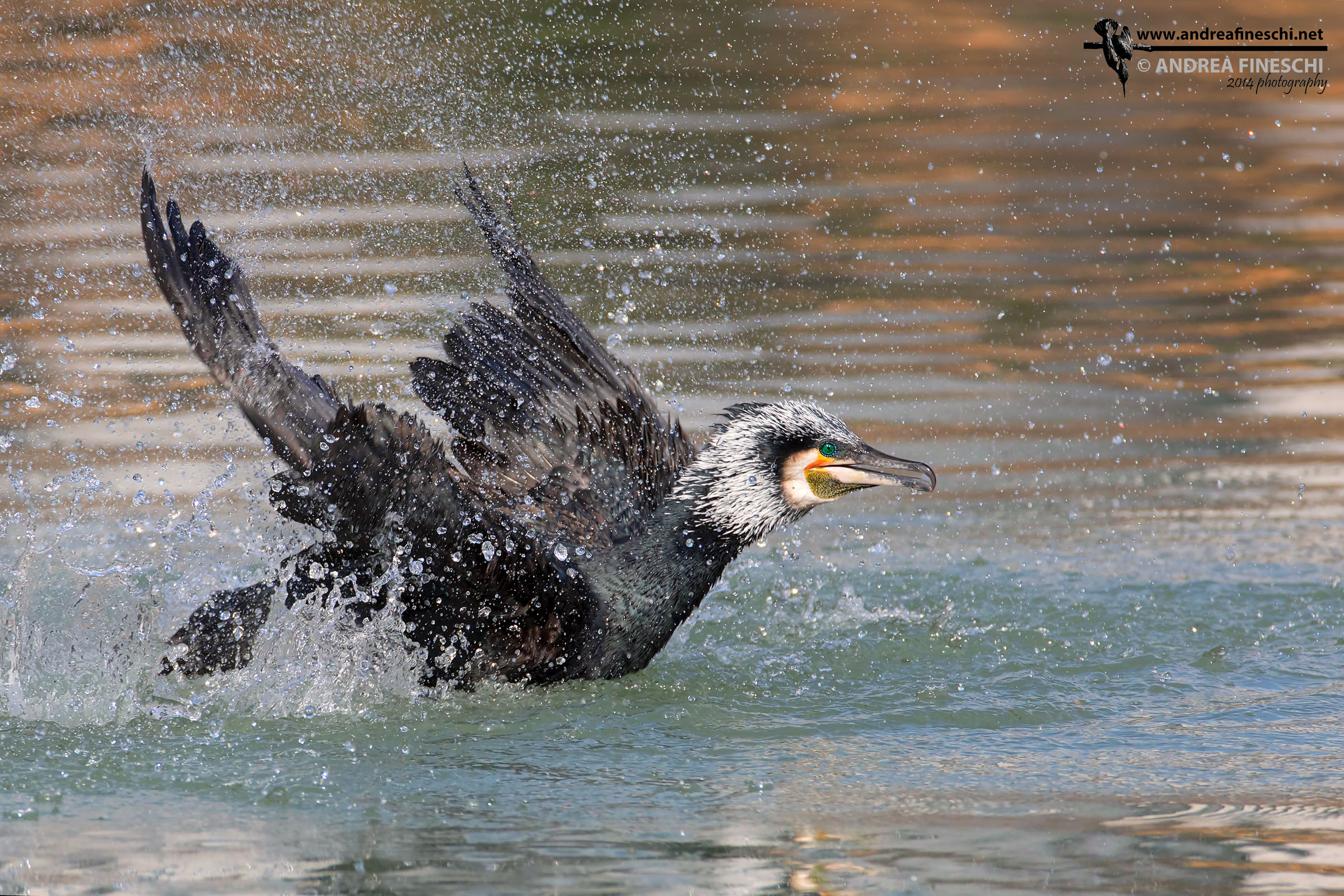 Cormorano in abito nuziale