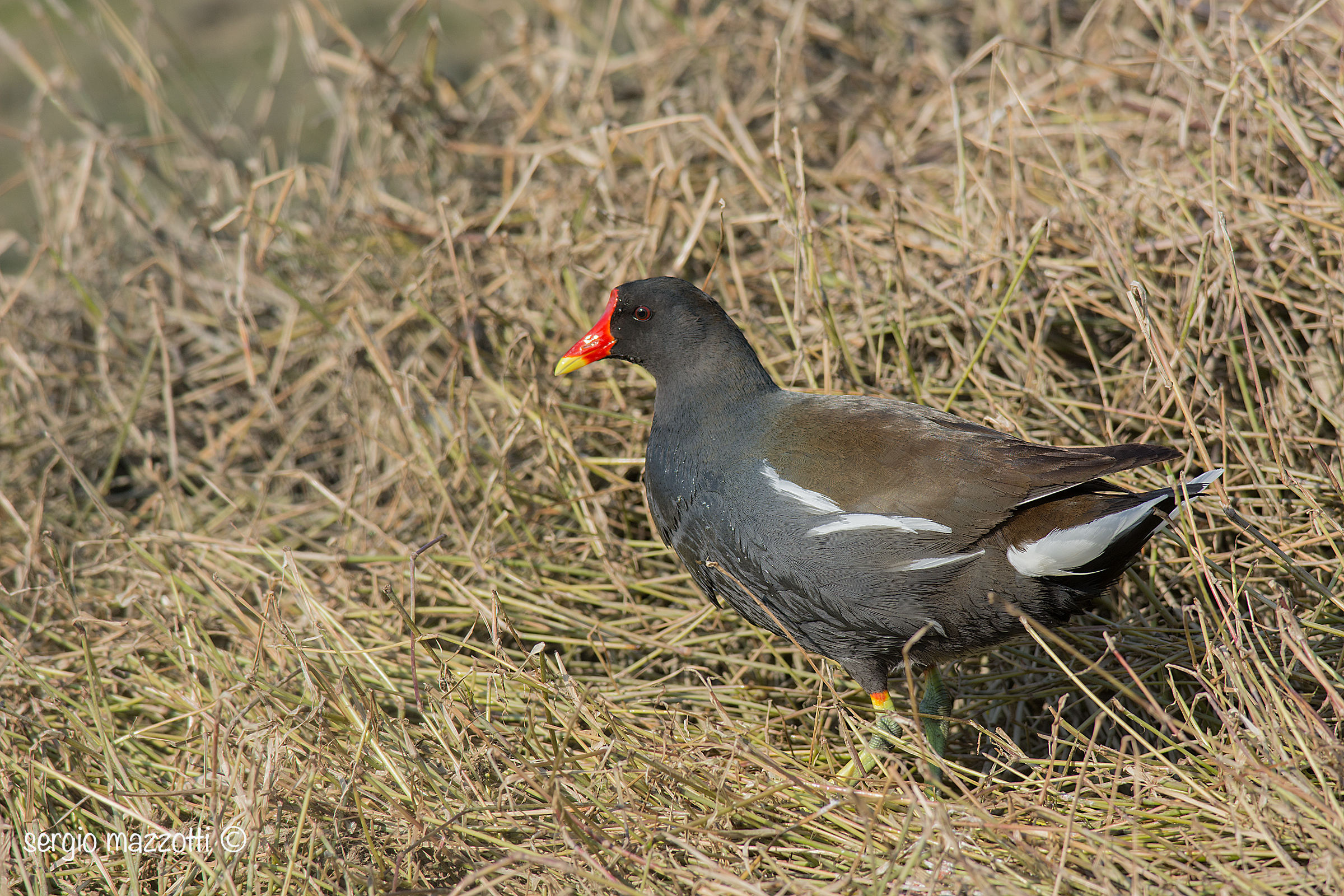 Moorhen