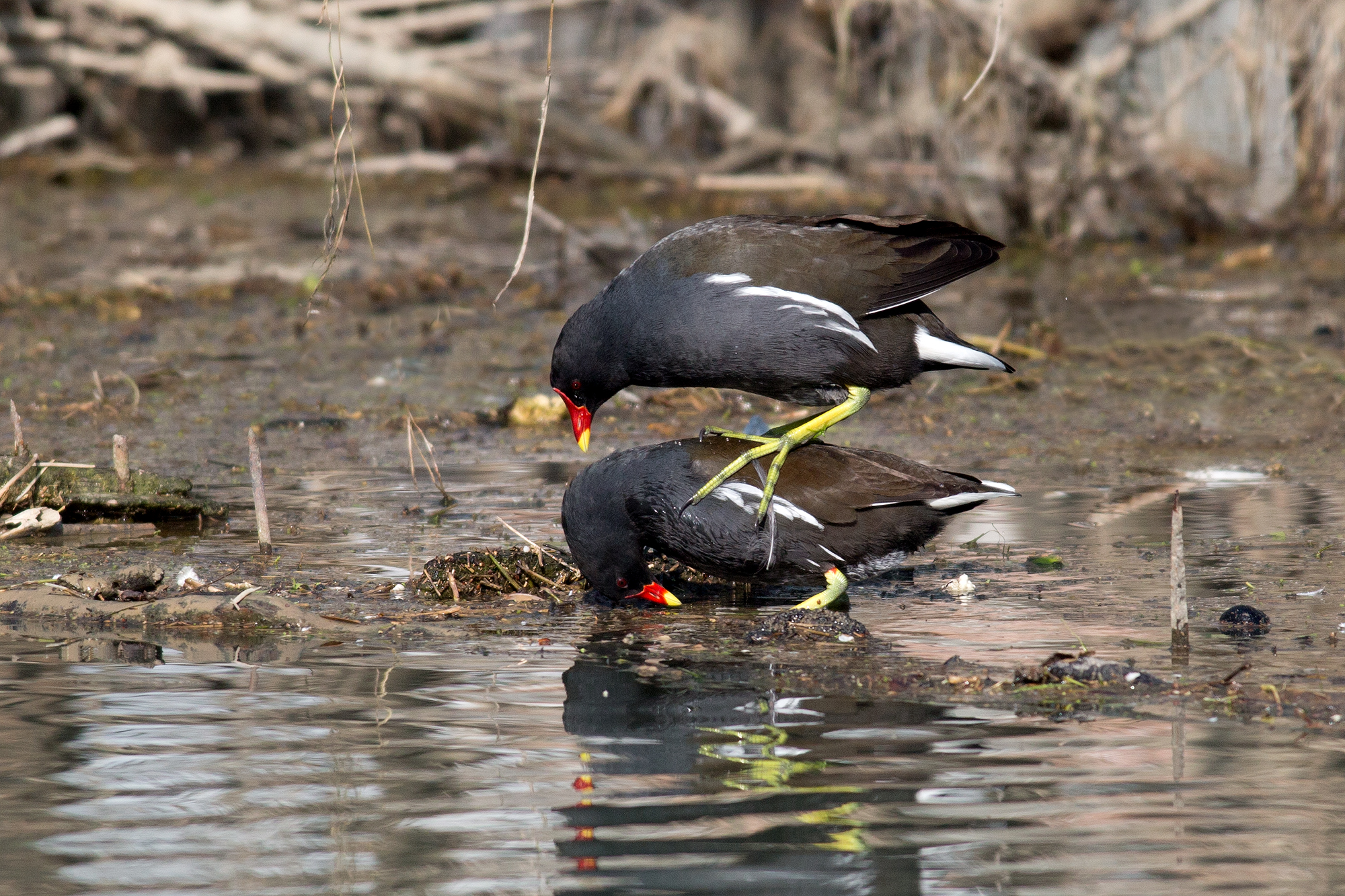 Gallinelle in coupling