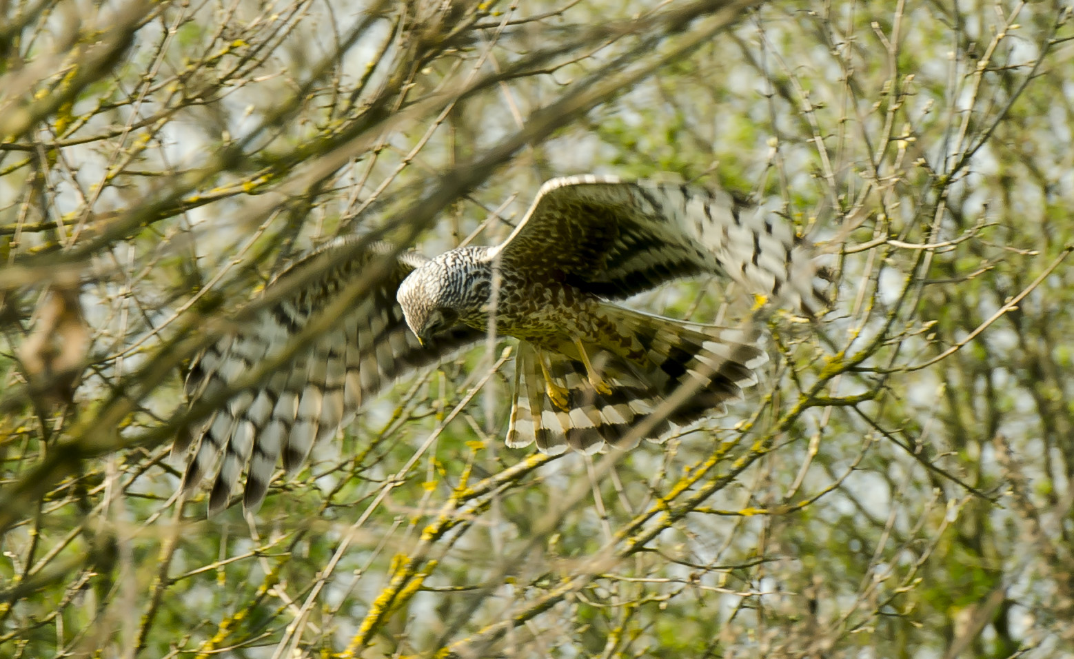 BUZZARD (Buteo buteo)