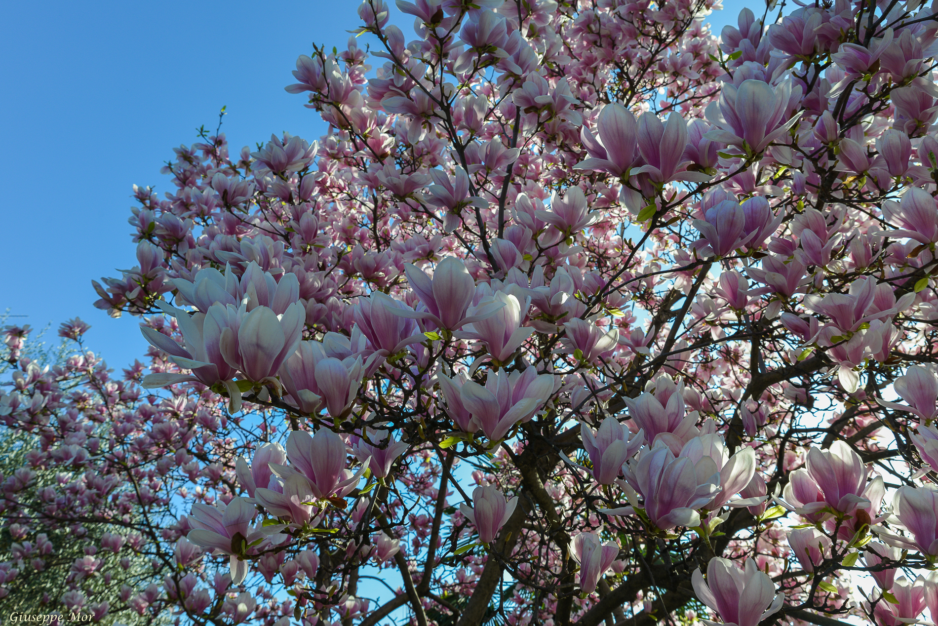 Magnolia in fiore