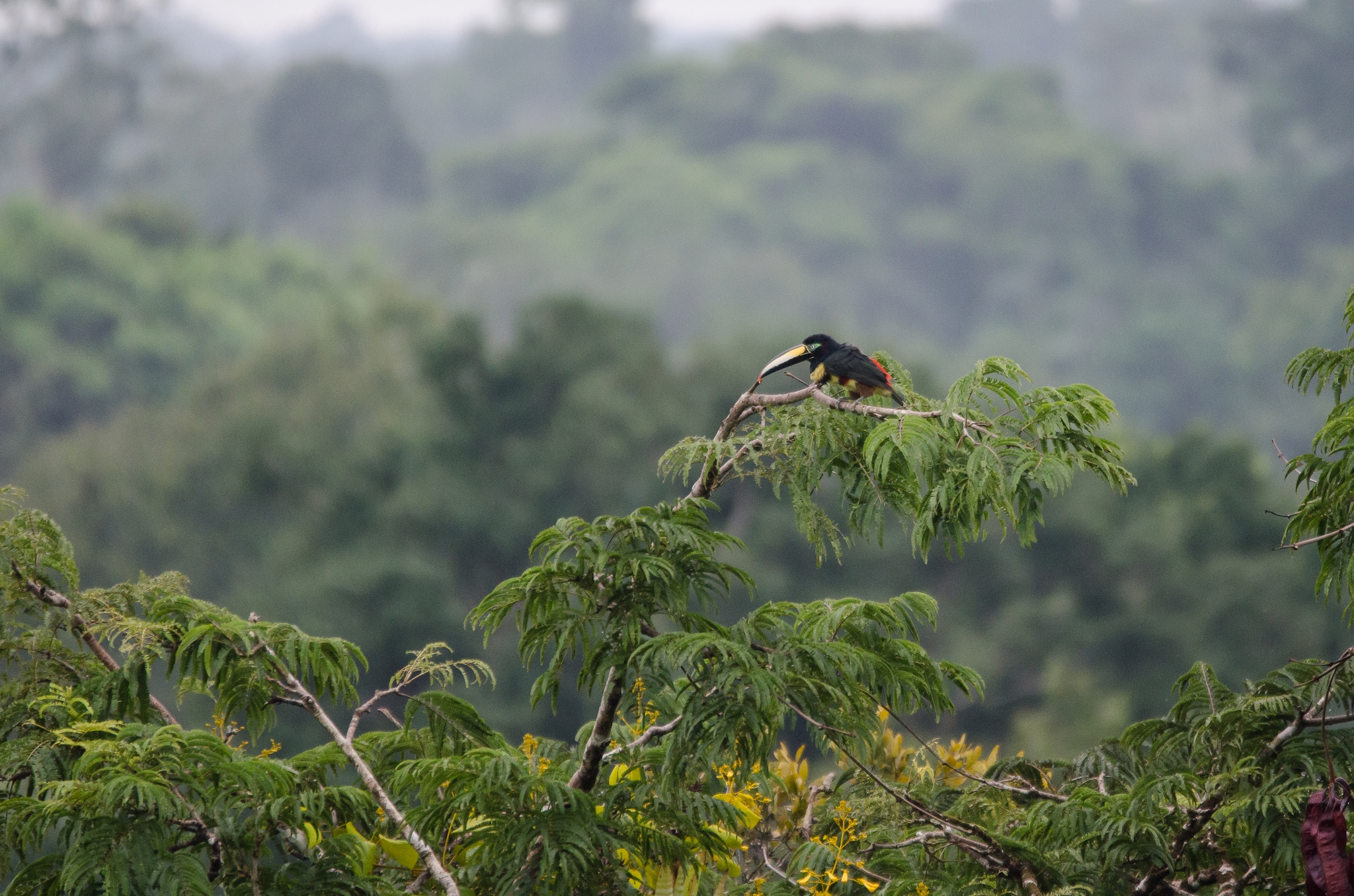 many banded aracari