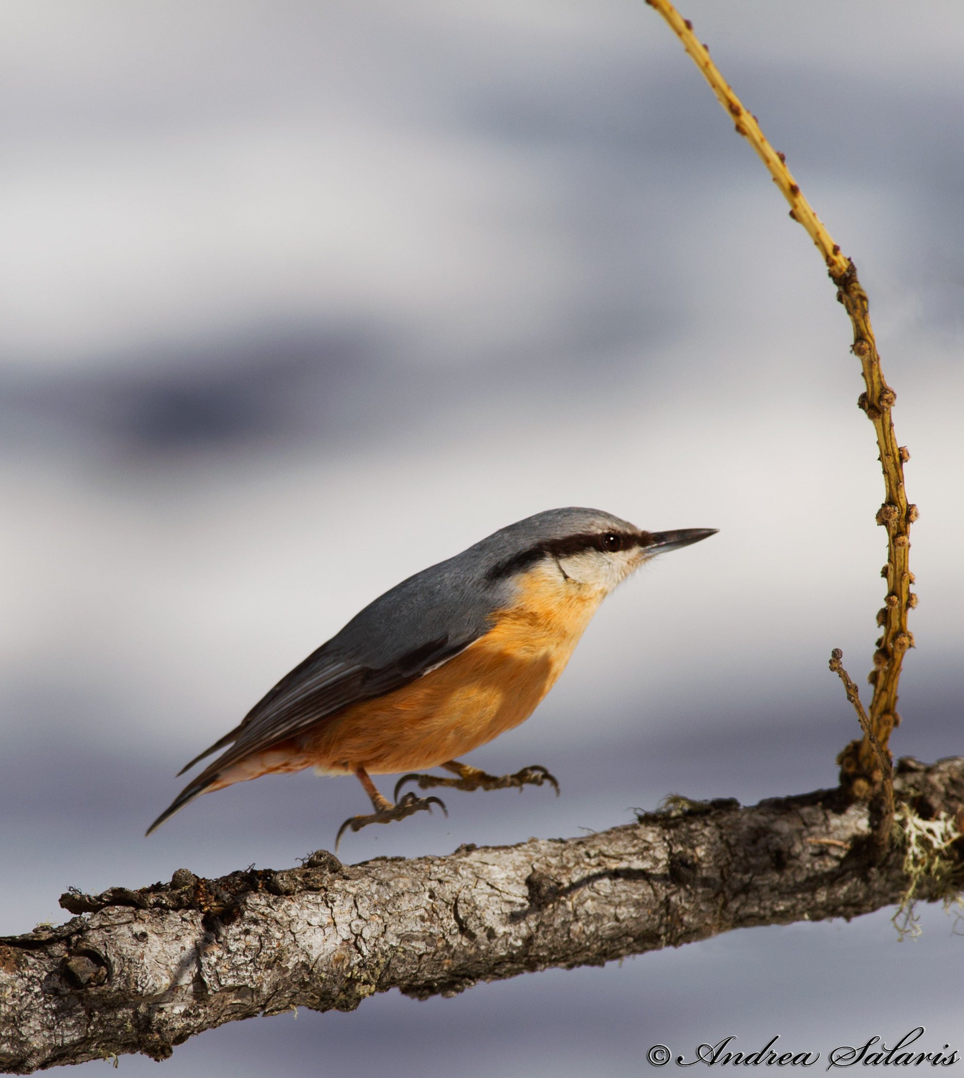 Picchio Muratore (Sitta Europaea)
