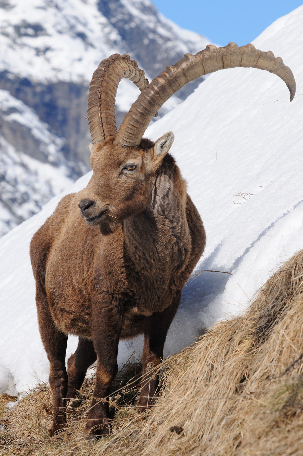 Ibex