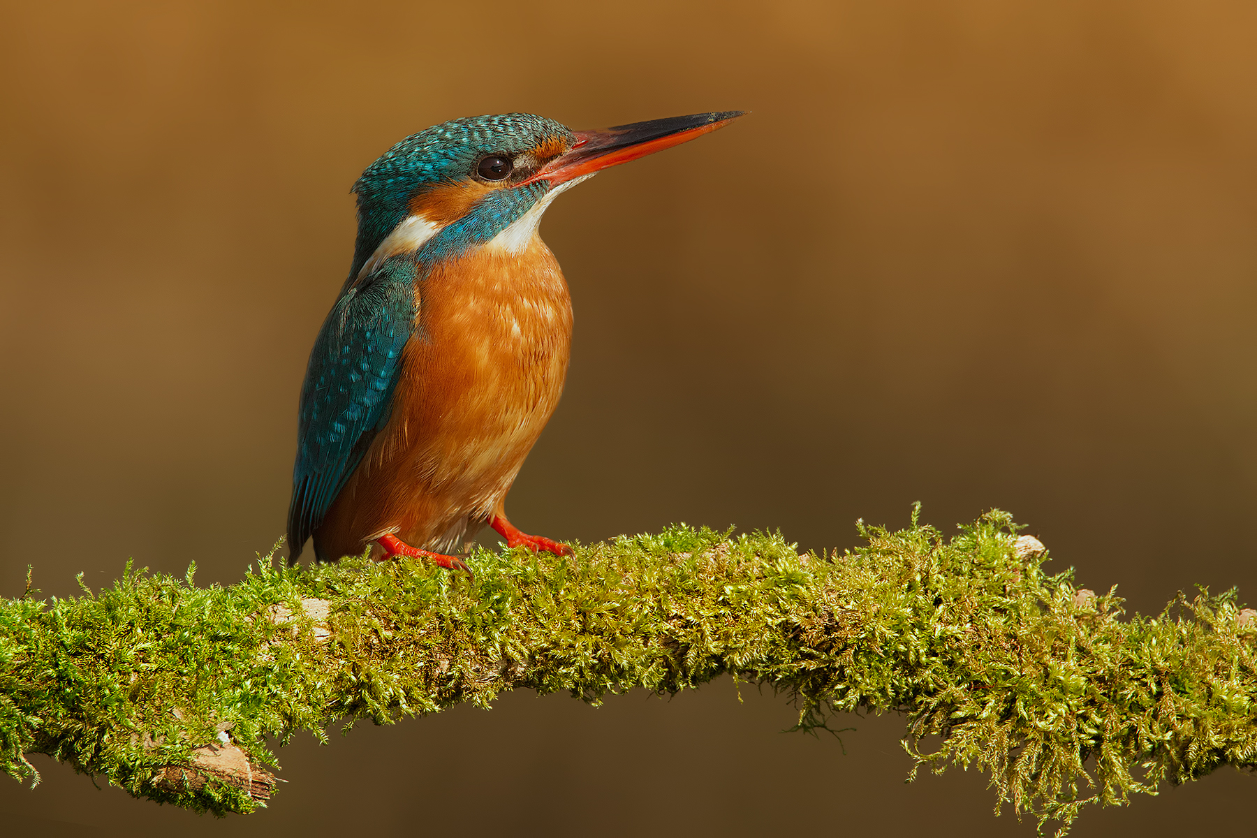 Waiting for her with prey ....