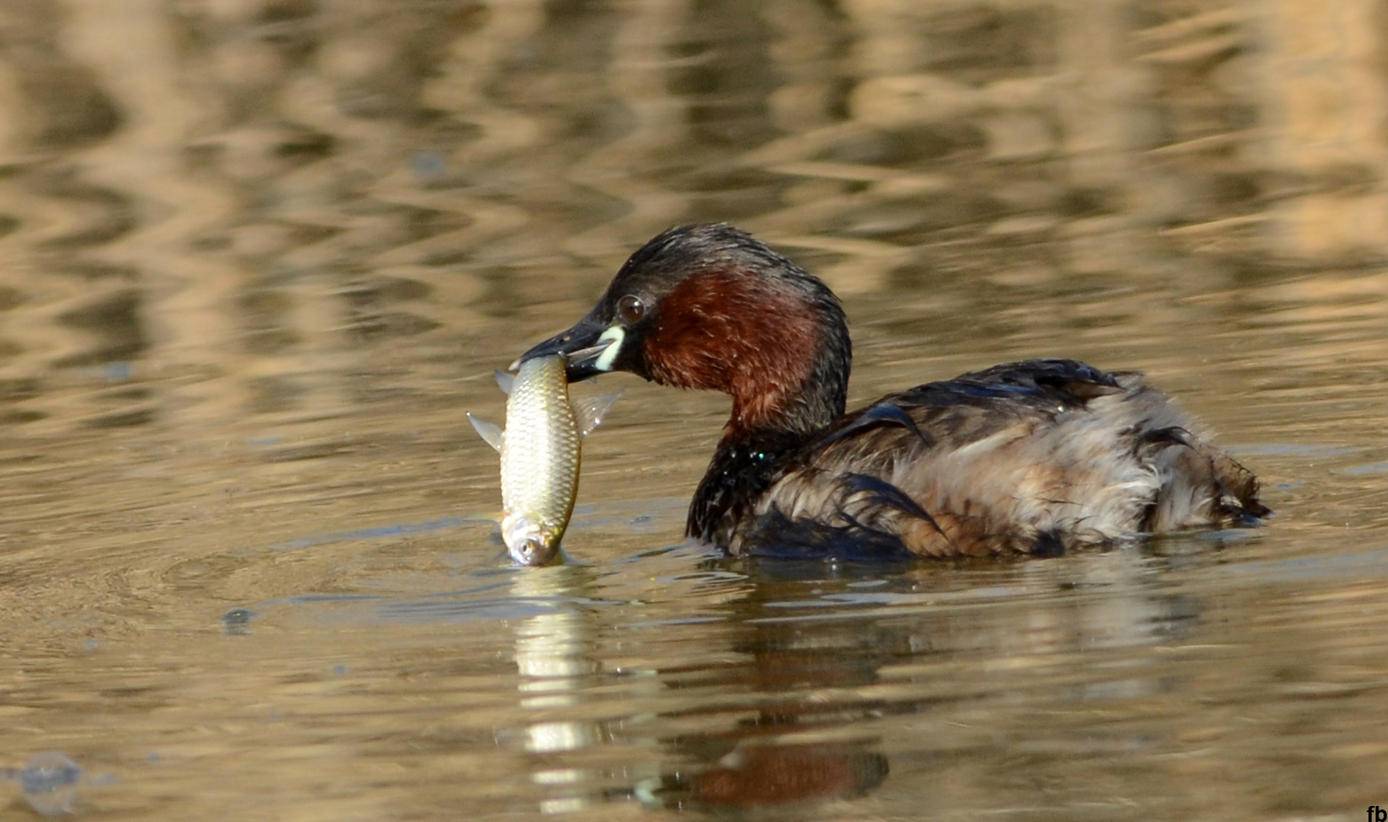 il tuffetto pescatore