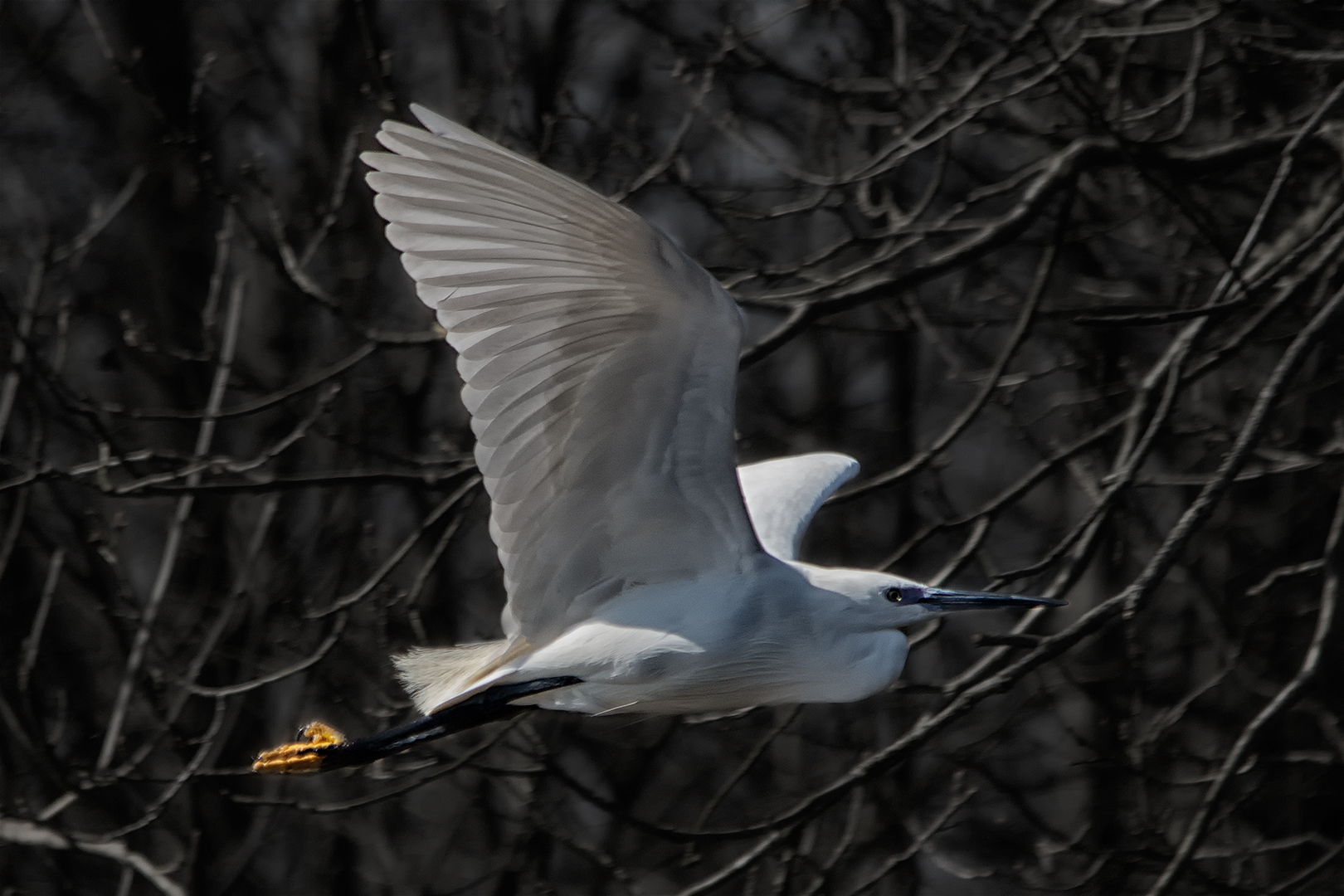 Egret in flight