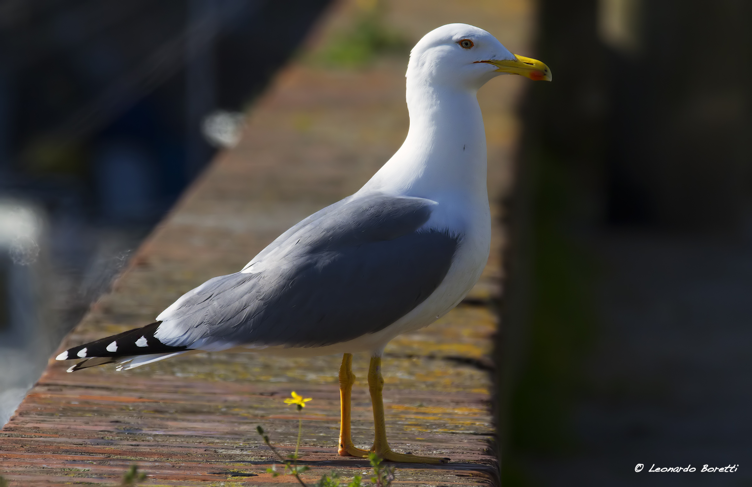 Seagull