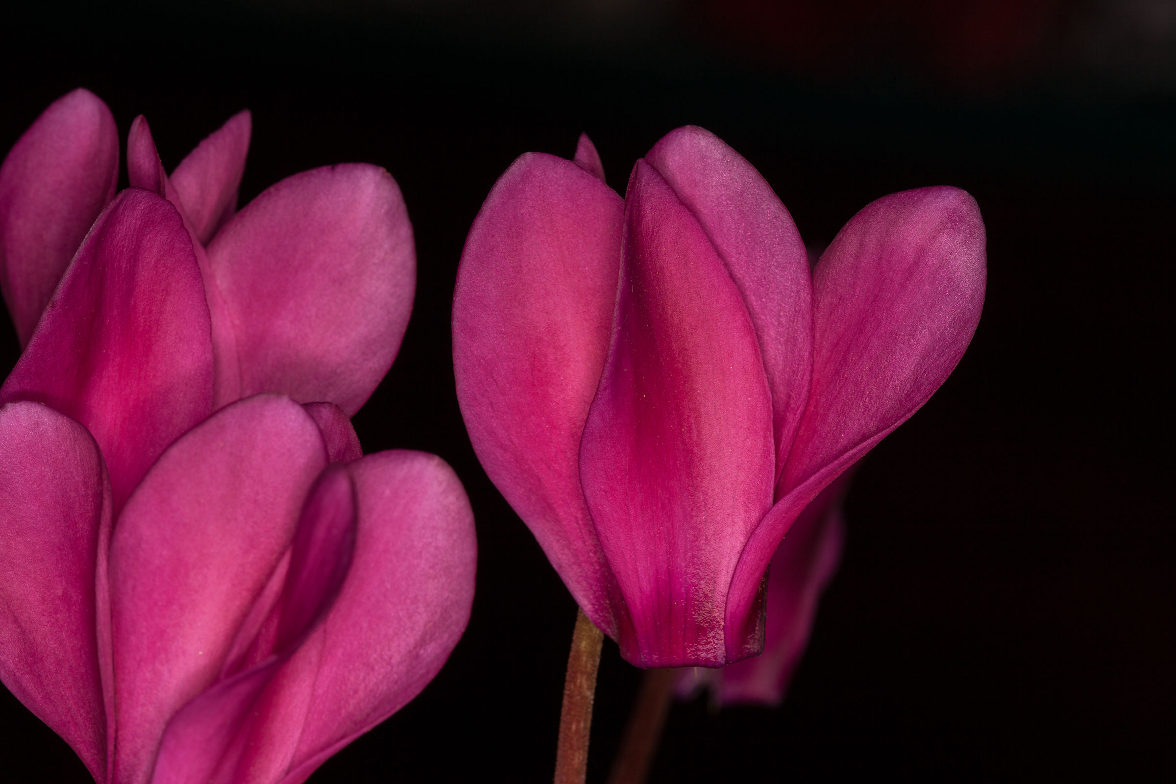 Cyclamen - Cyclamen - Primulaceae
