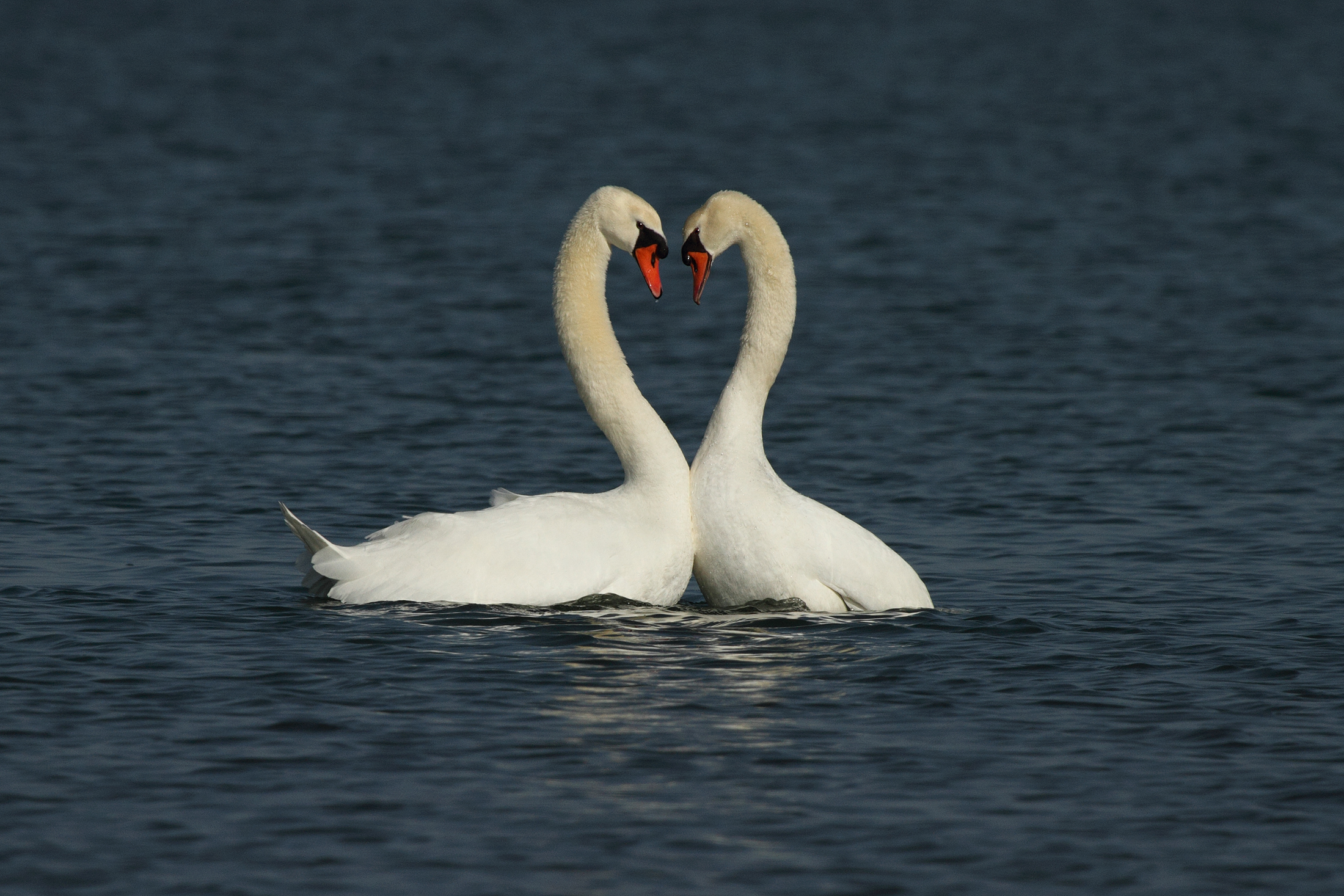 After the love .........