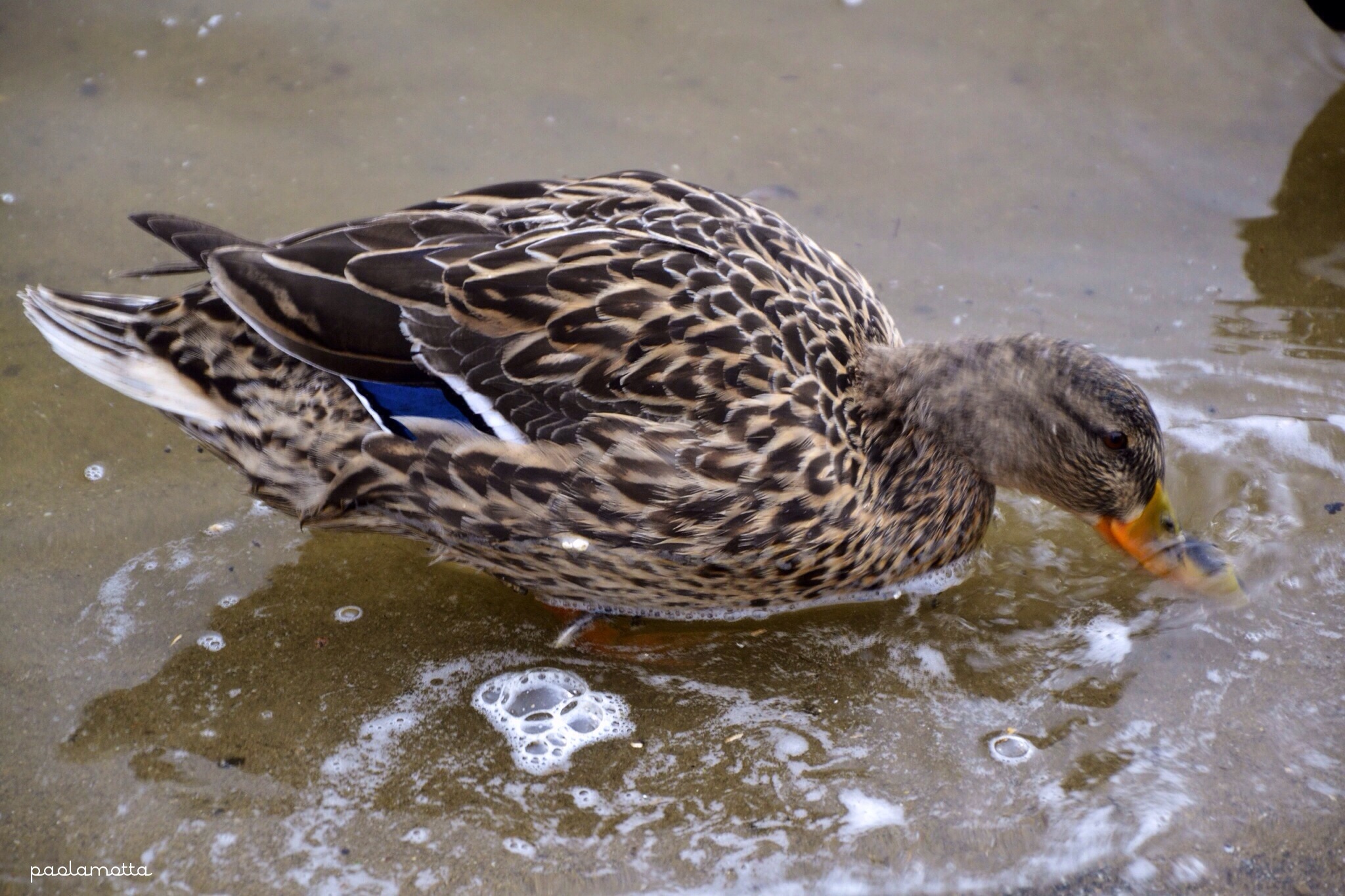 Nelle acque della Moldava