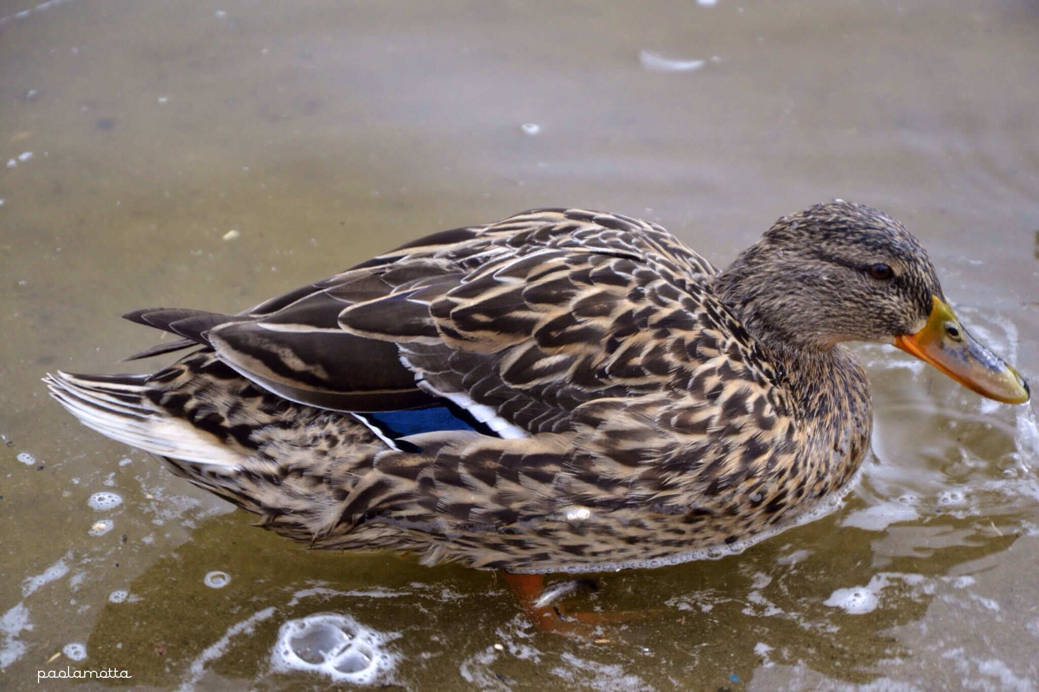 Nelle acque della Moldava