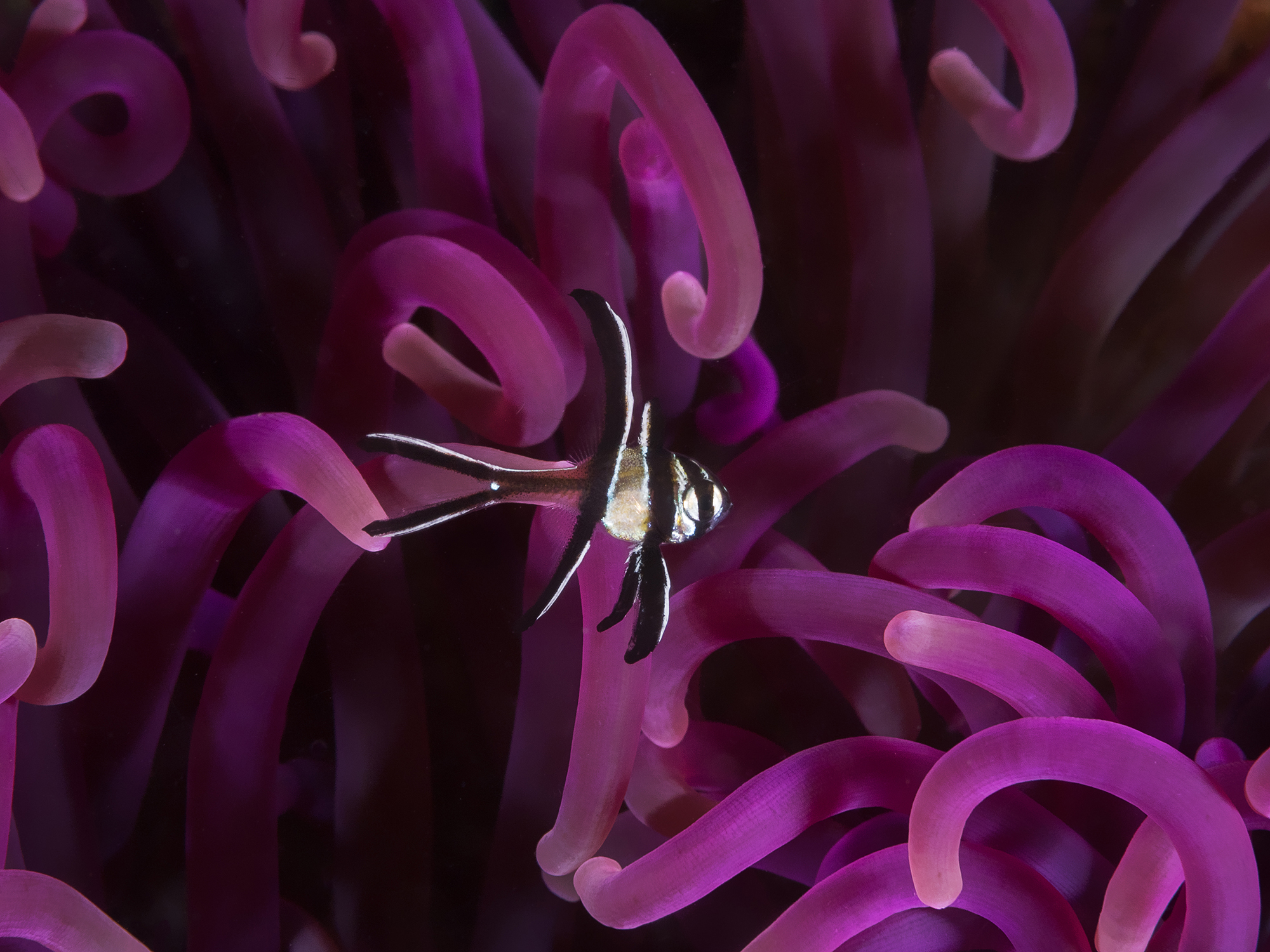 Banggai in purple