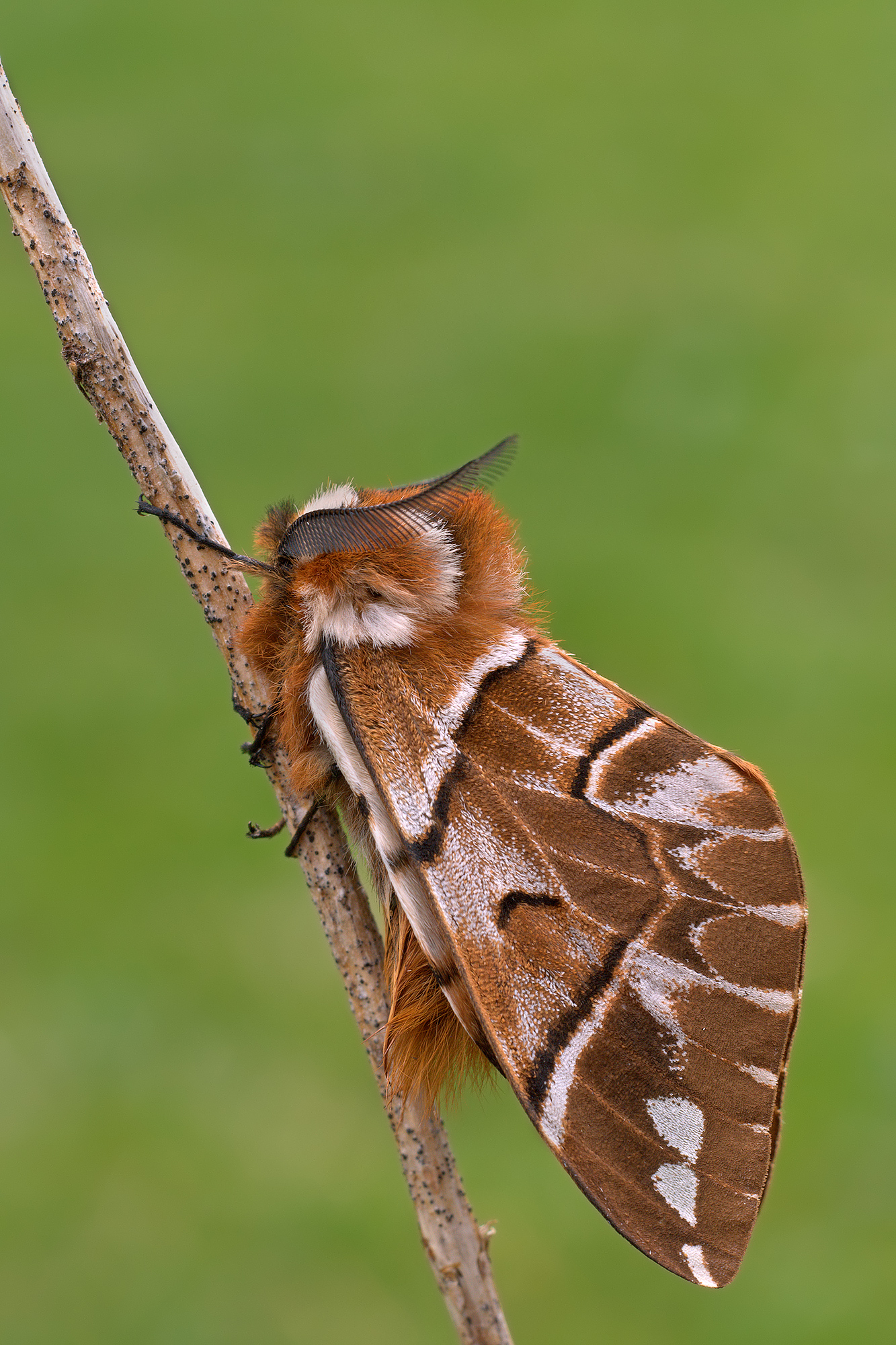 Endromis versicolora (Linnaeus, 1758)