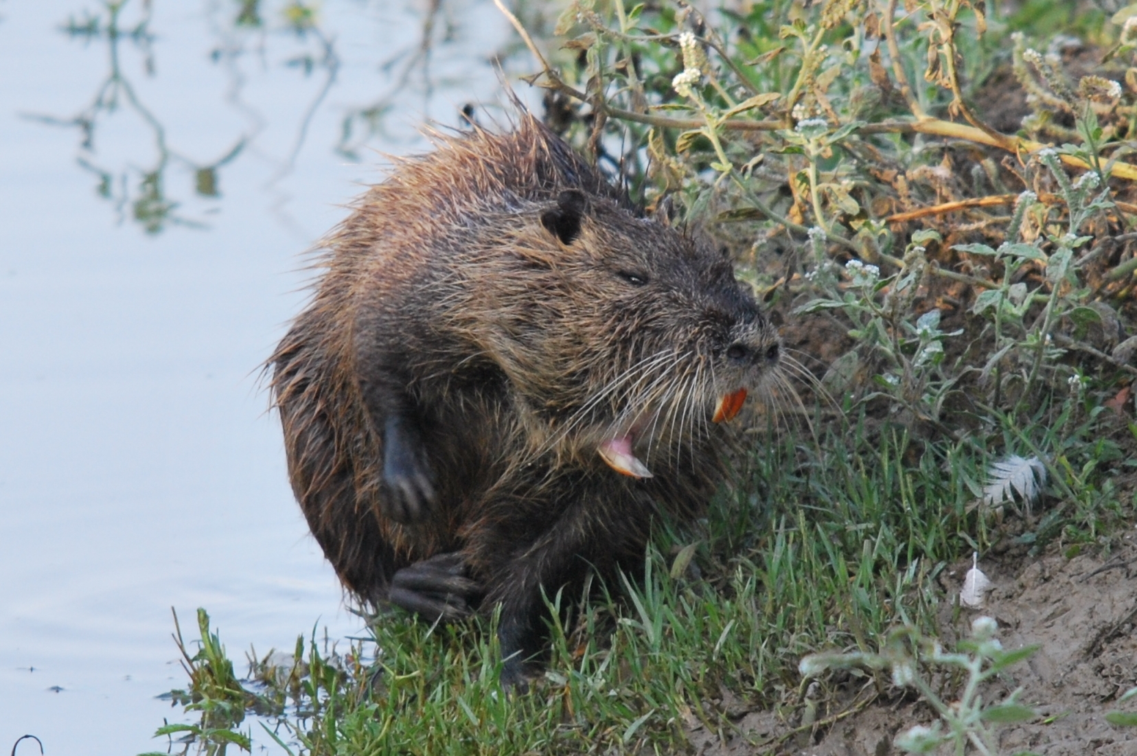 Nutria