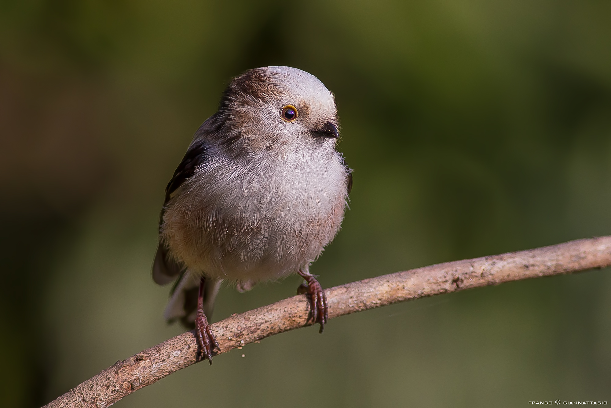 Long-tailed Tit white head.