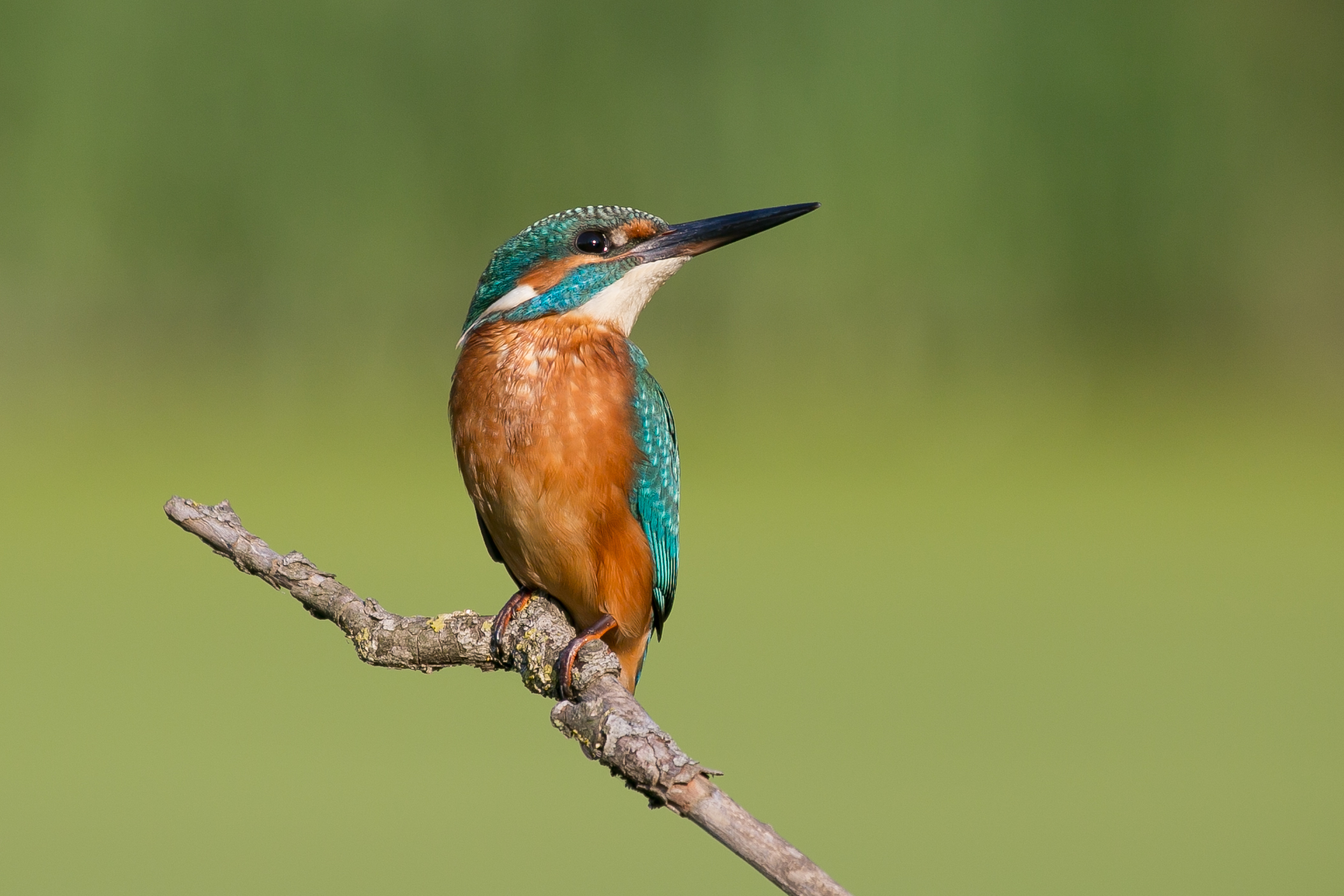Kingfisher