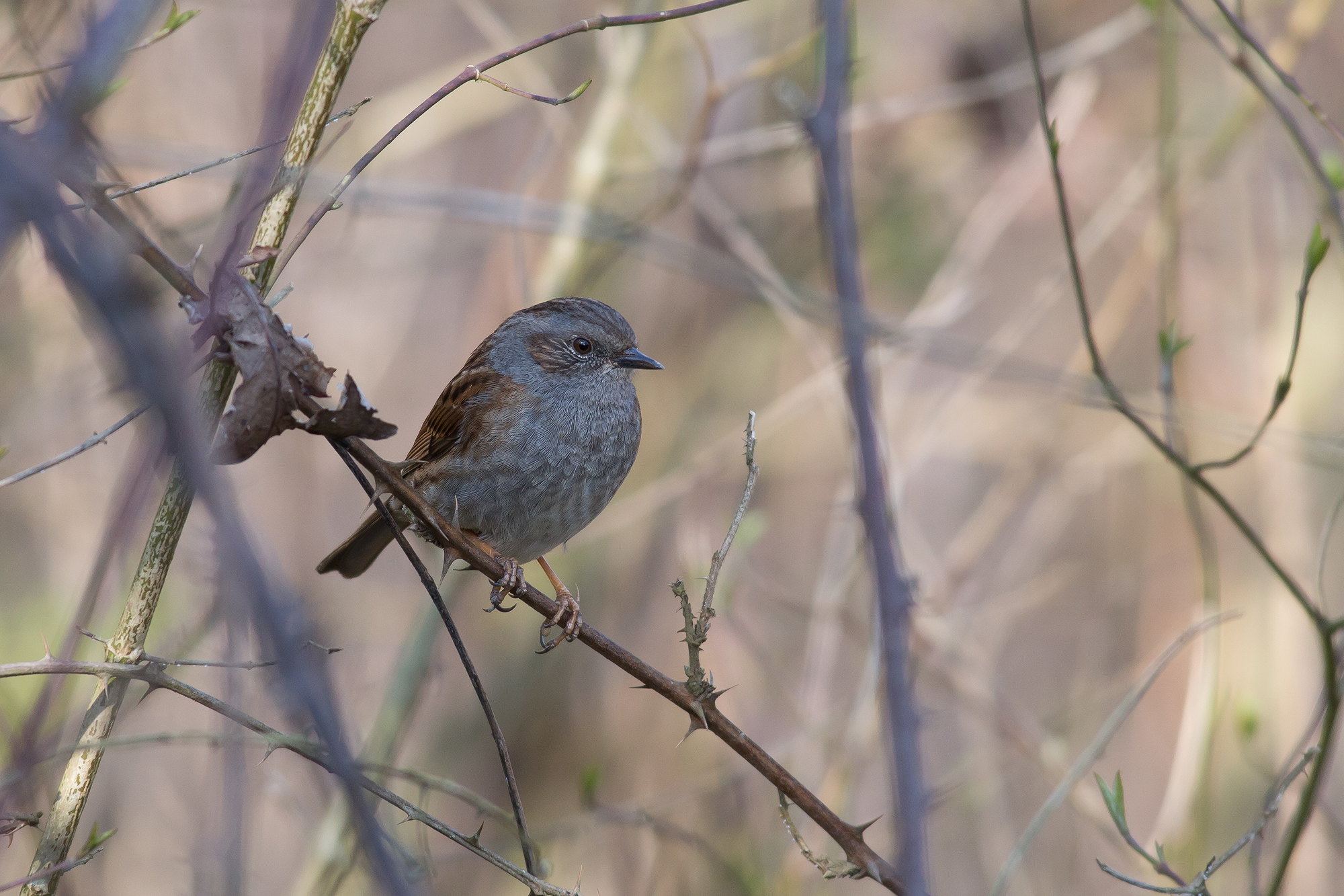 Dunnock
