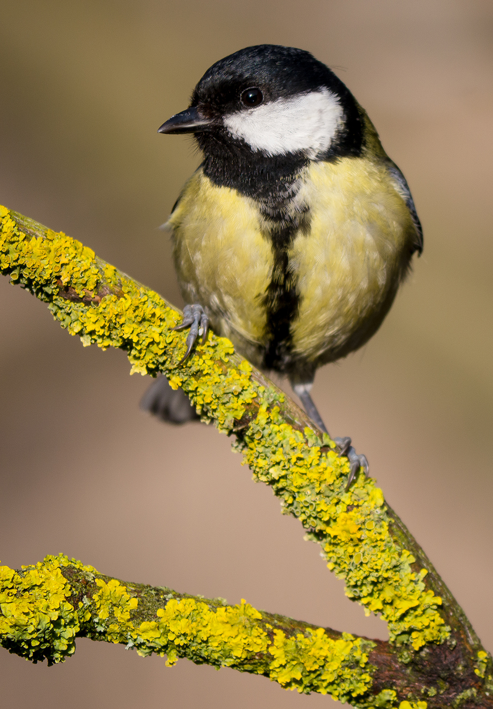 Great Tit