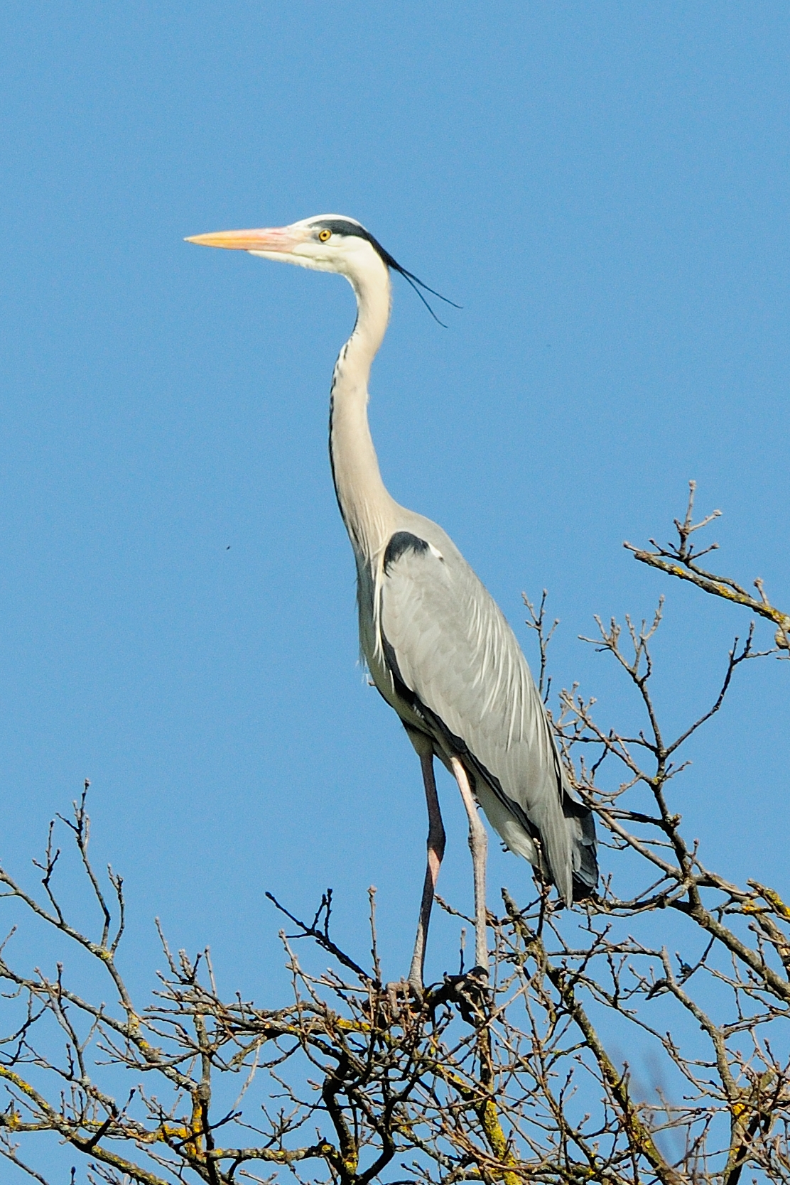 Heron