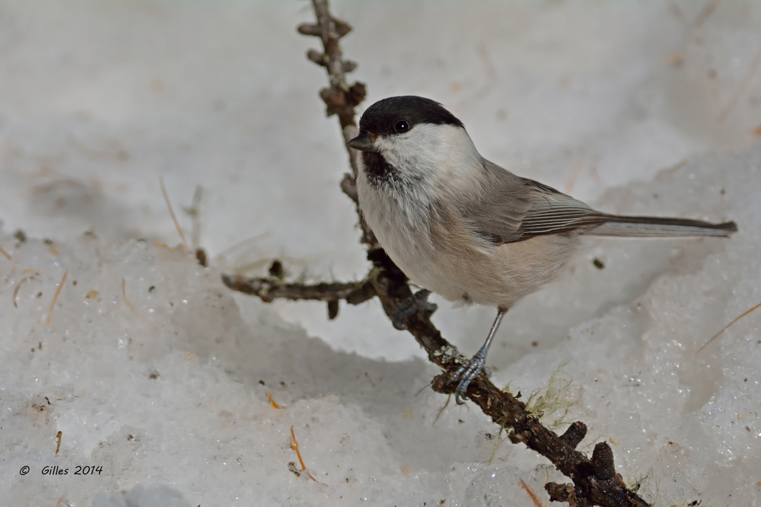 Cincia Bigia Alpestre (Parus montanu)