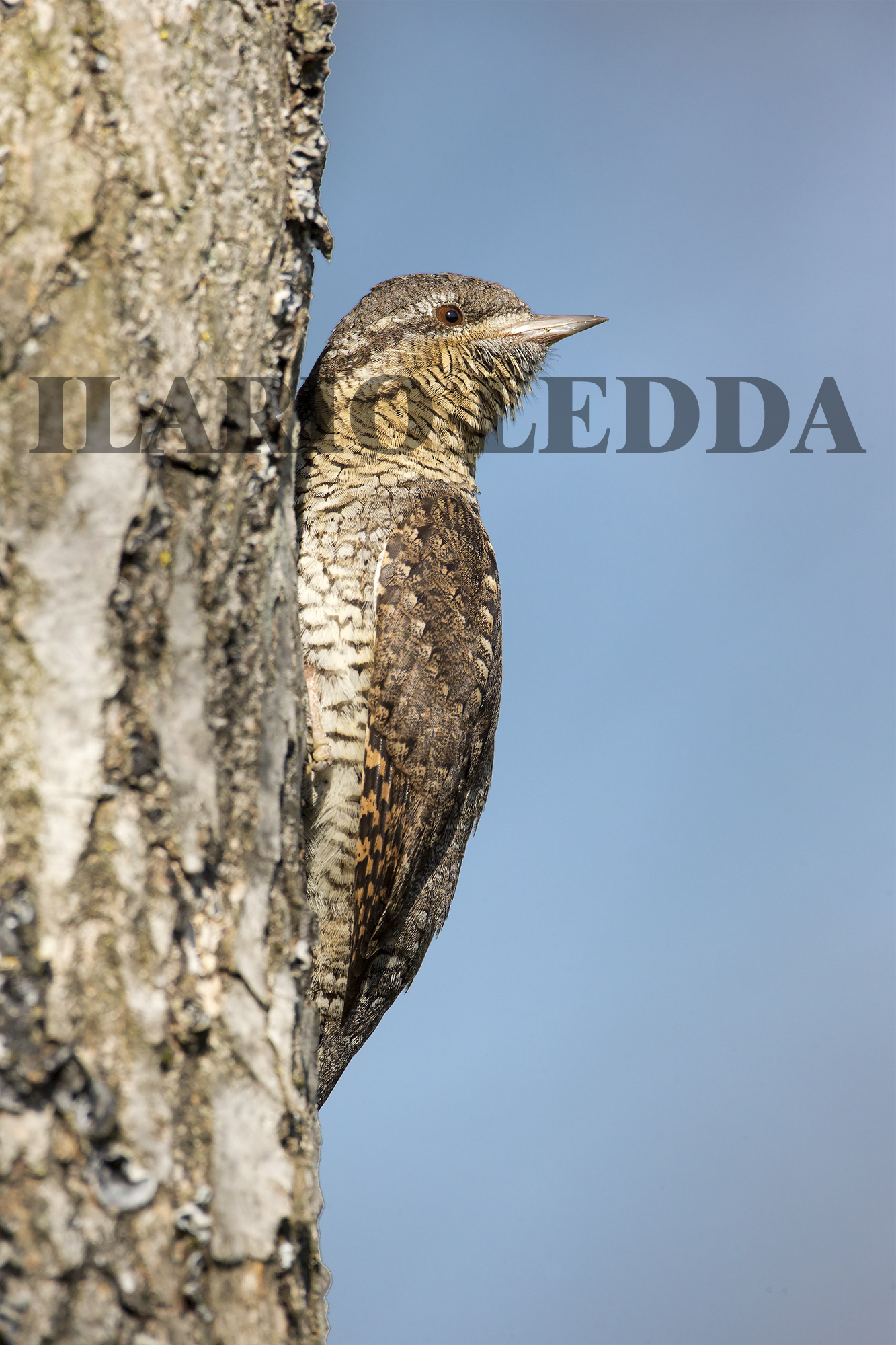 torcicollo no crop n2