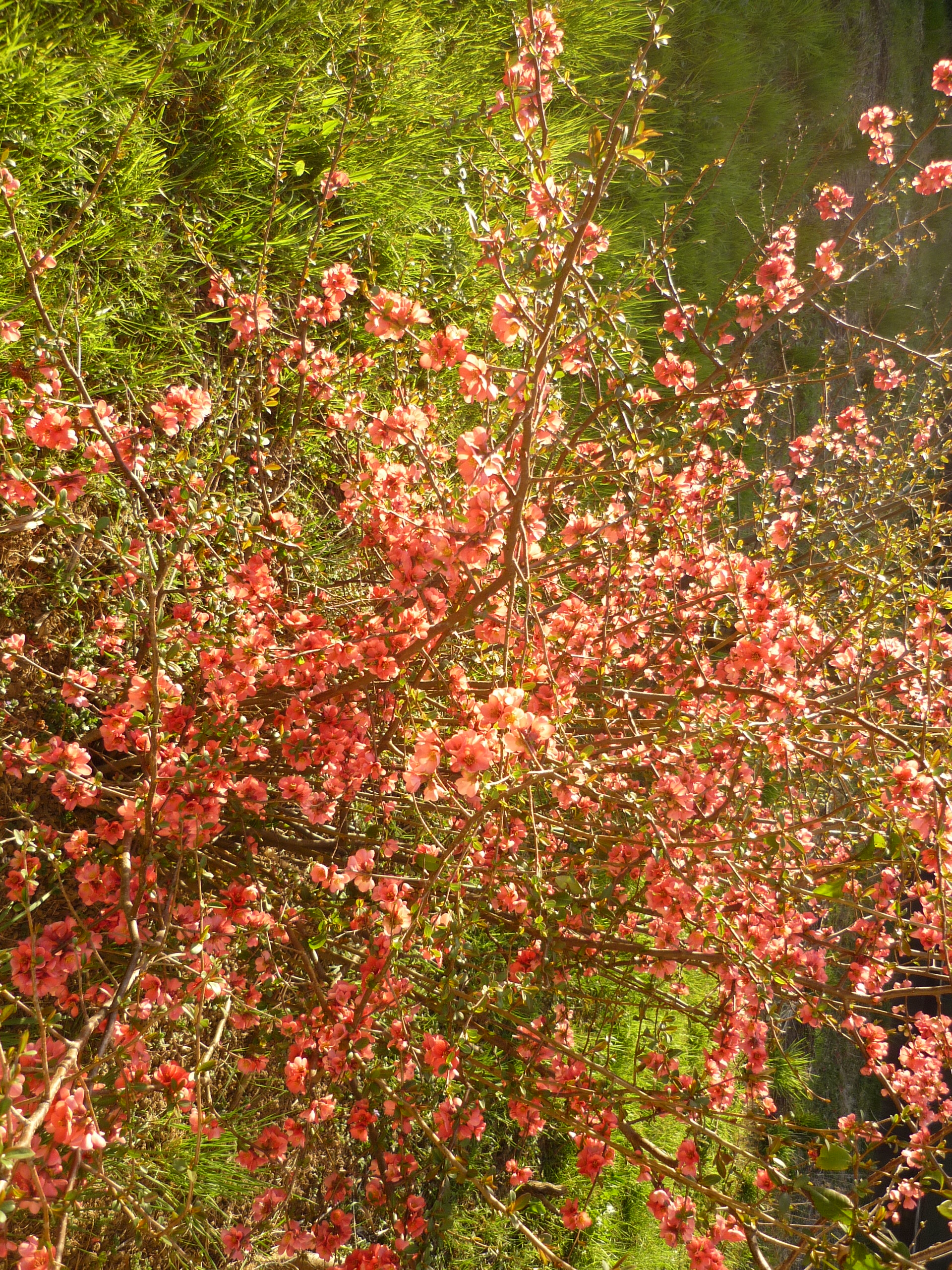 Fiori di Pesco Selvatici