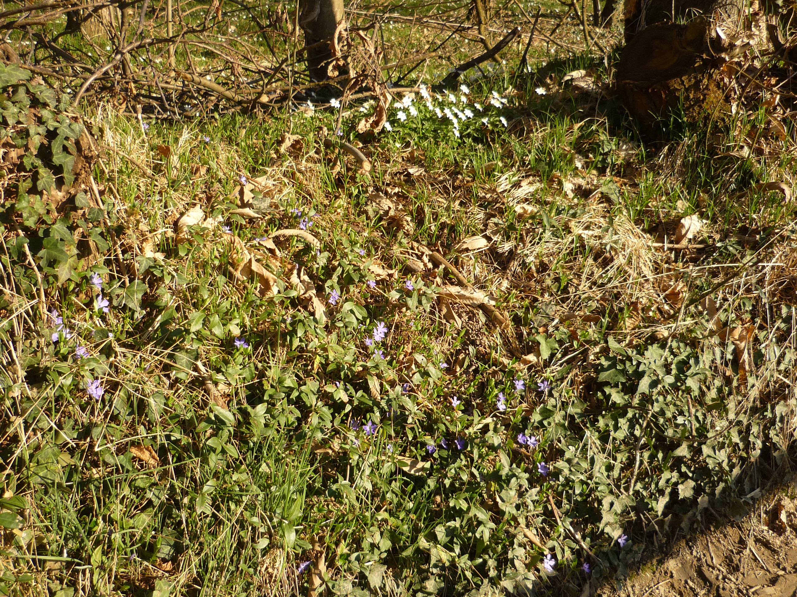 Violette e Campanule