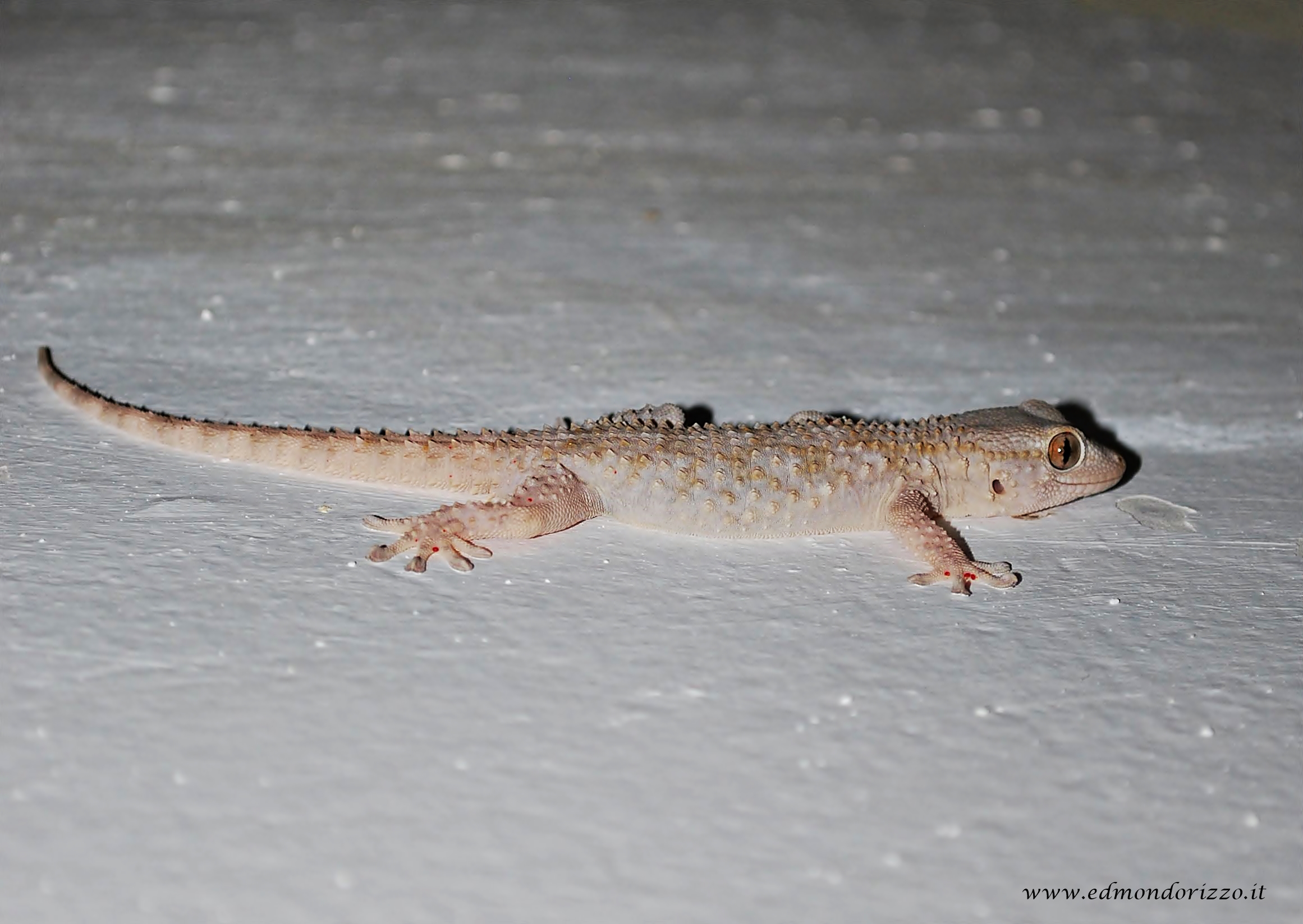 Common gecko