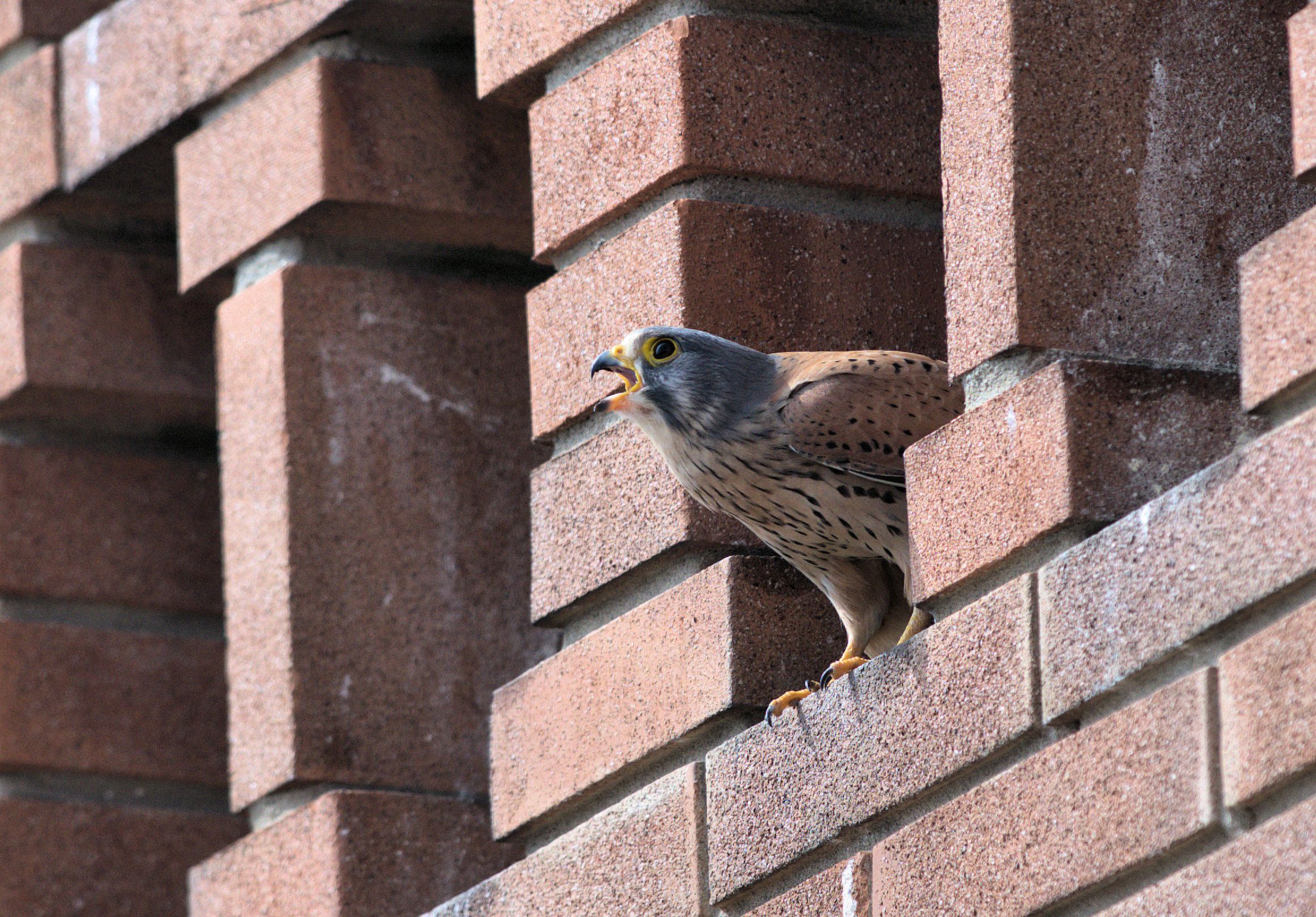 forse ho trovato casa