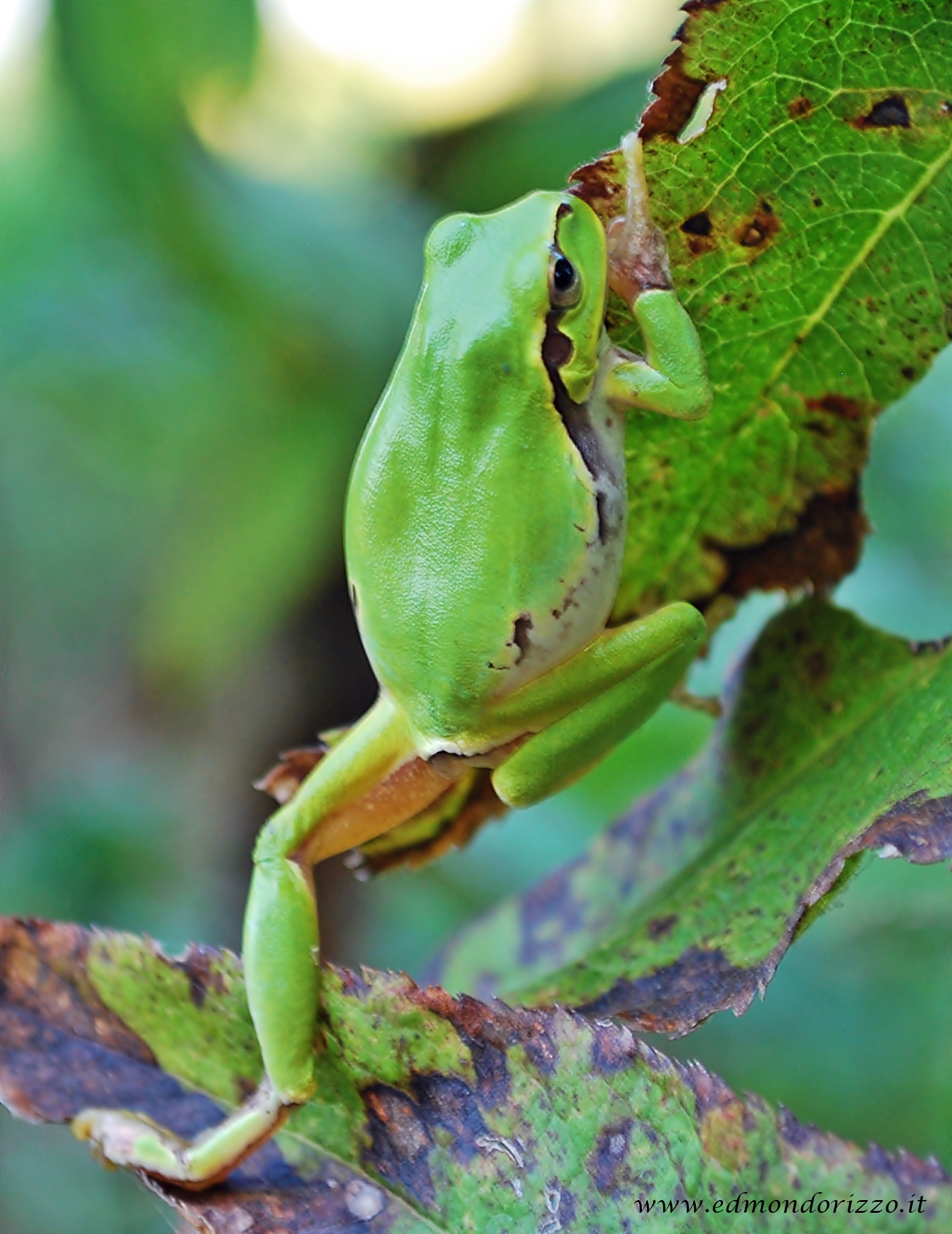 Tree Frog - Ila Green