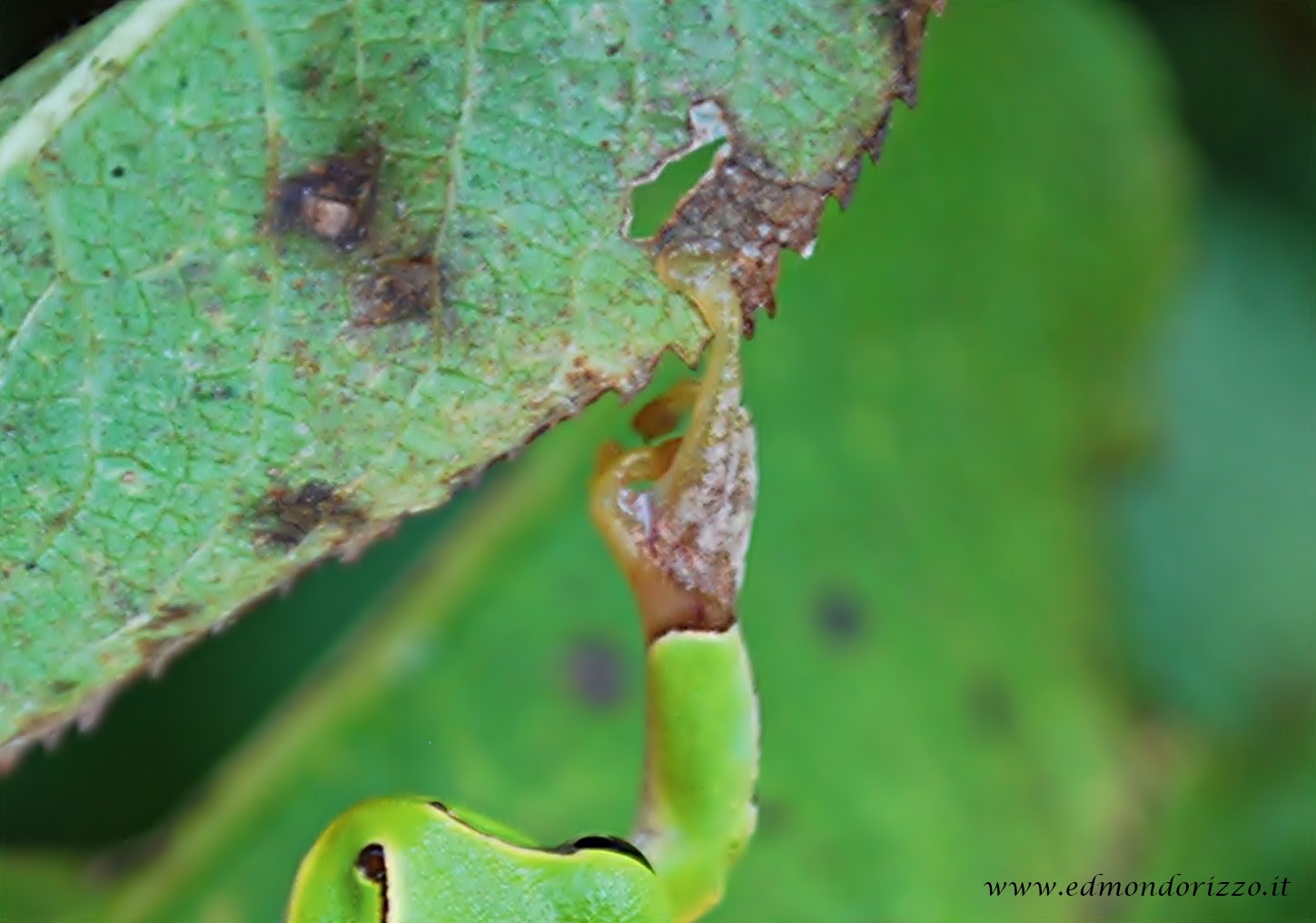 Tree Frog - Ila Green