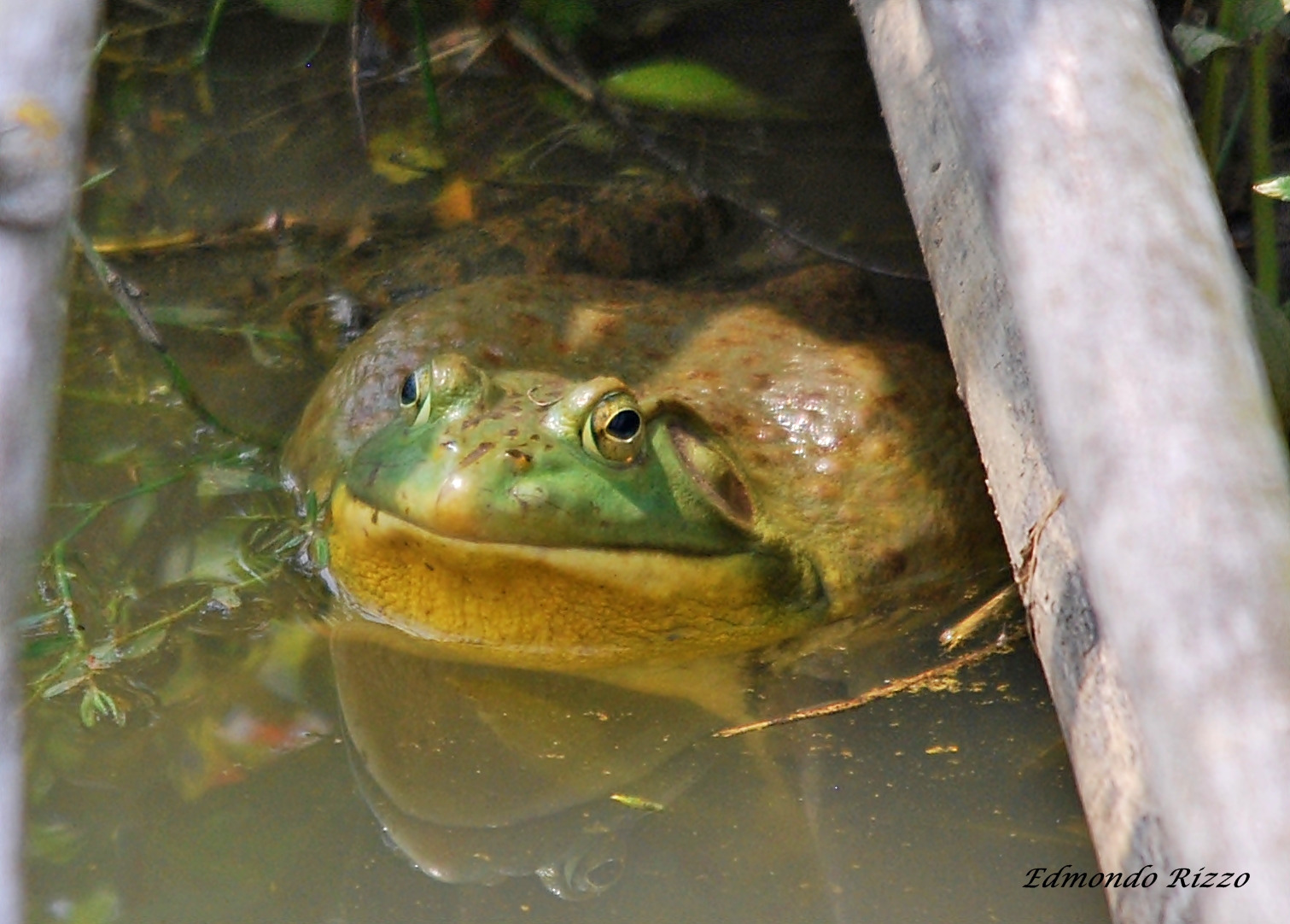Bullfrog