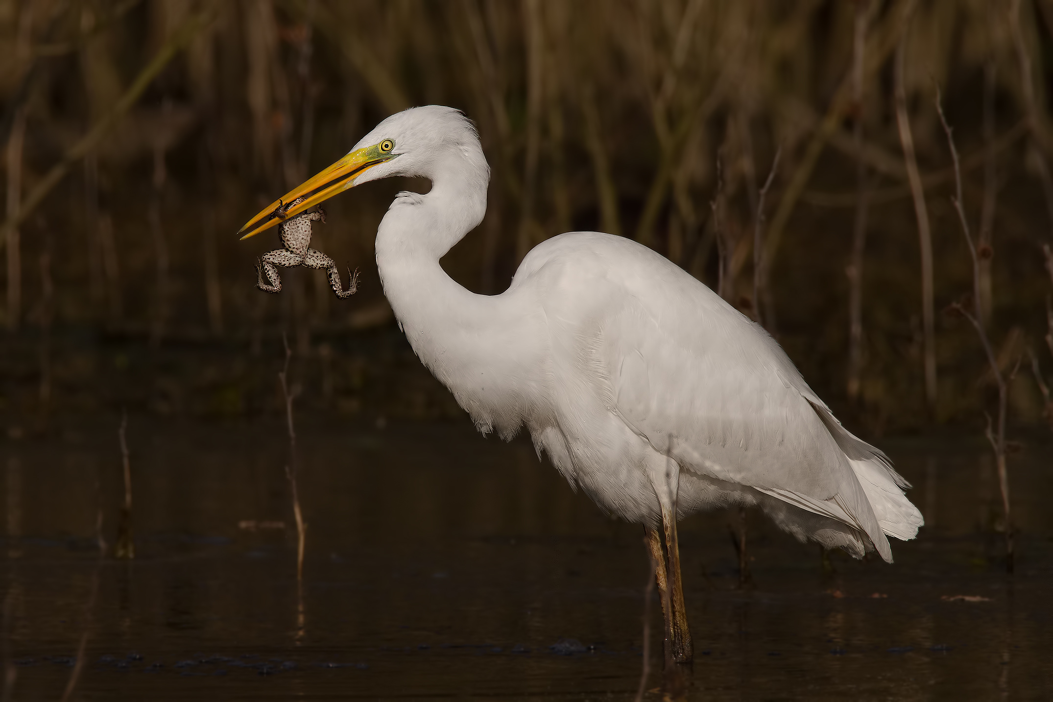 The last moments of the ... Prince ..!