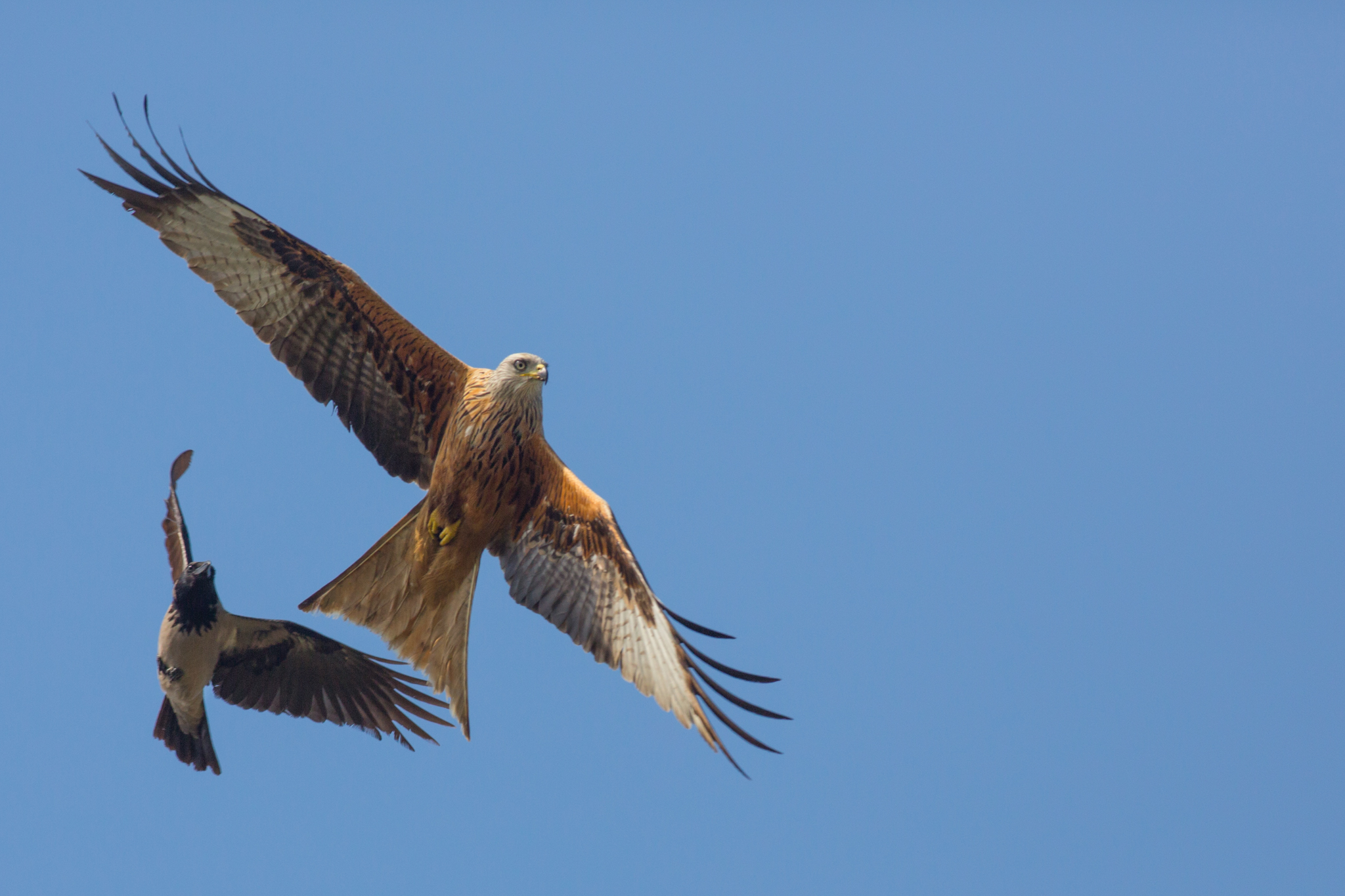 I do not have her! Crow!