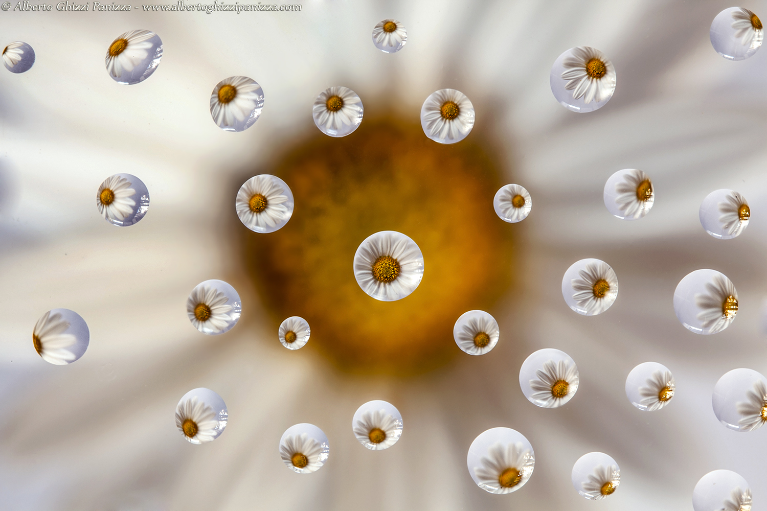 Daisy drops